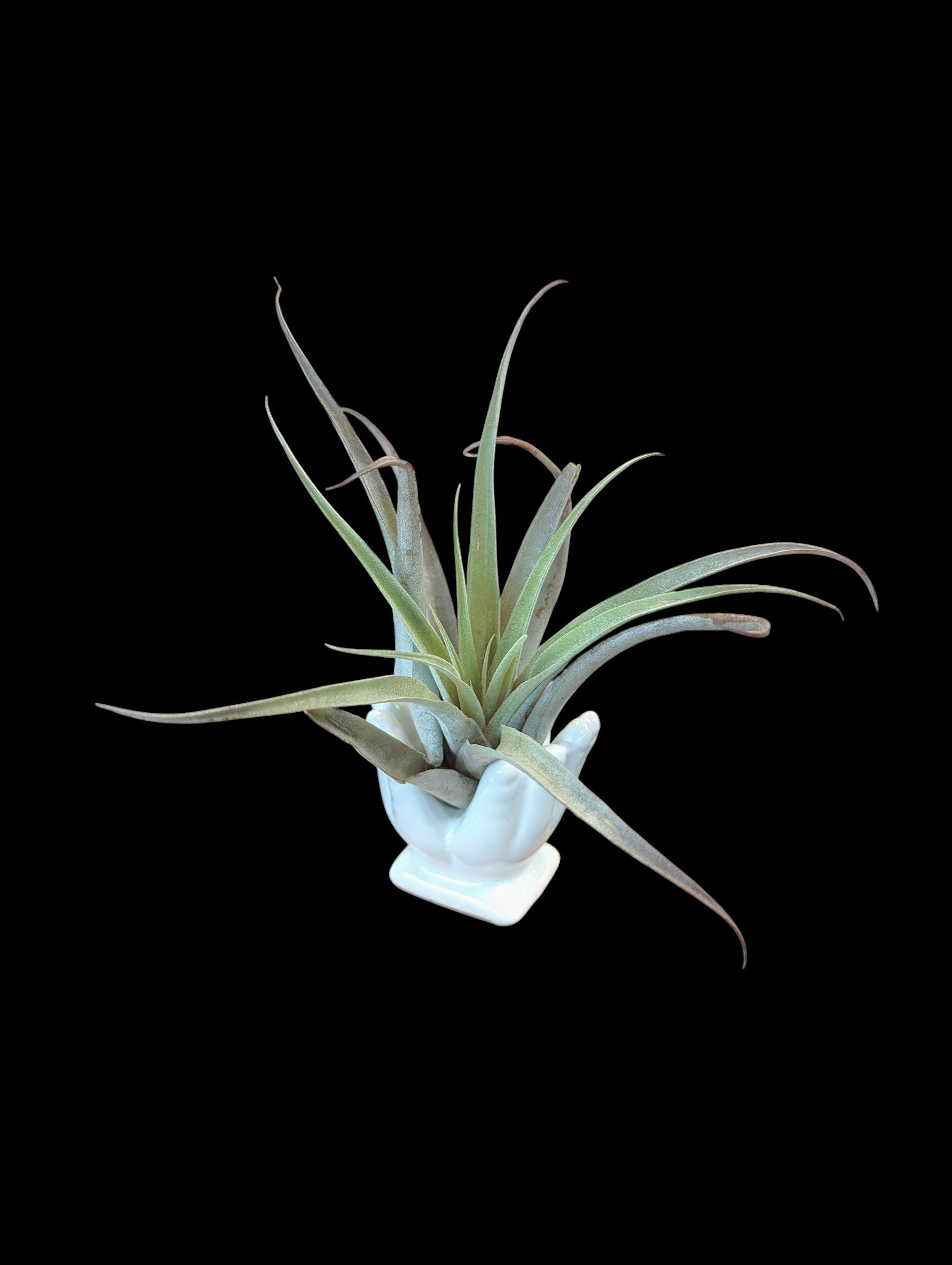 Clasped Hands Tillandsia Holder