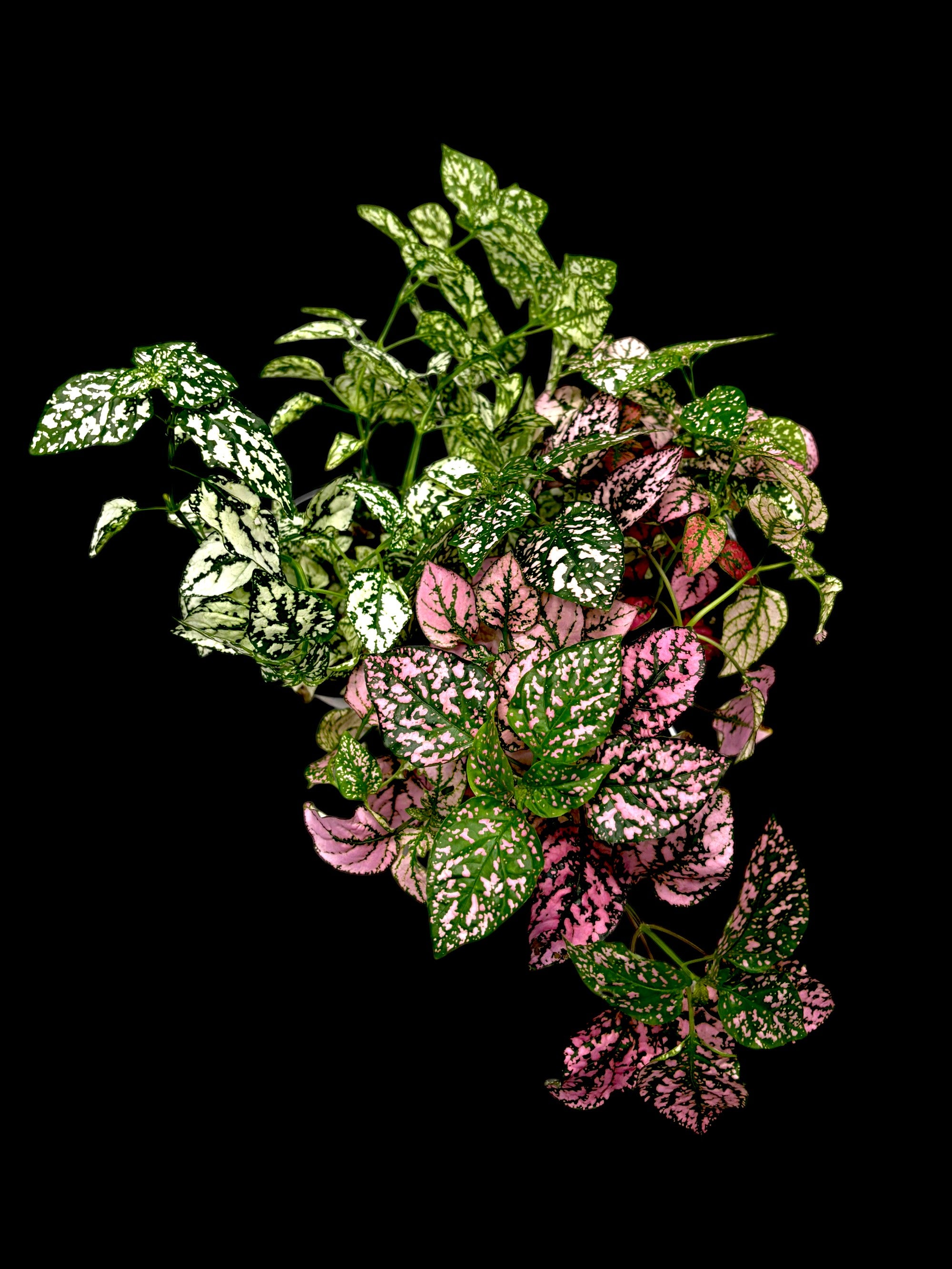 Polka Dot Plant (Hypoestes)