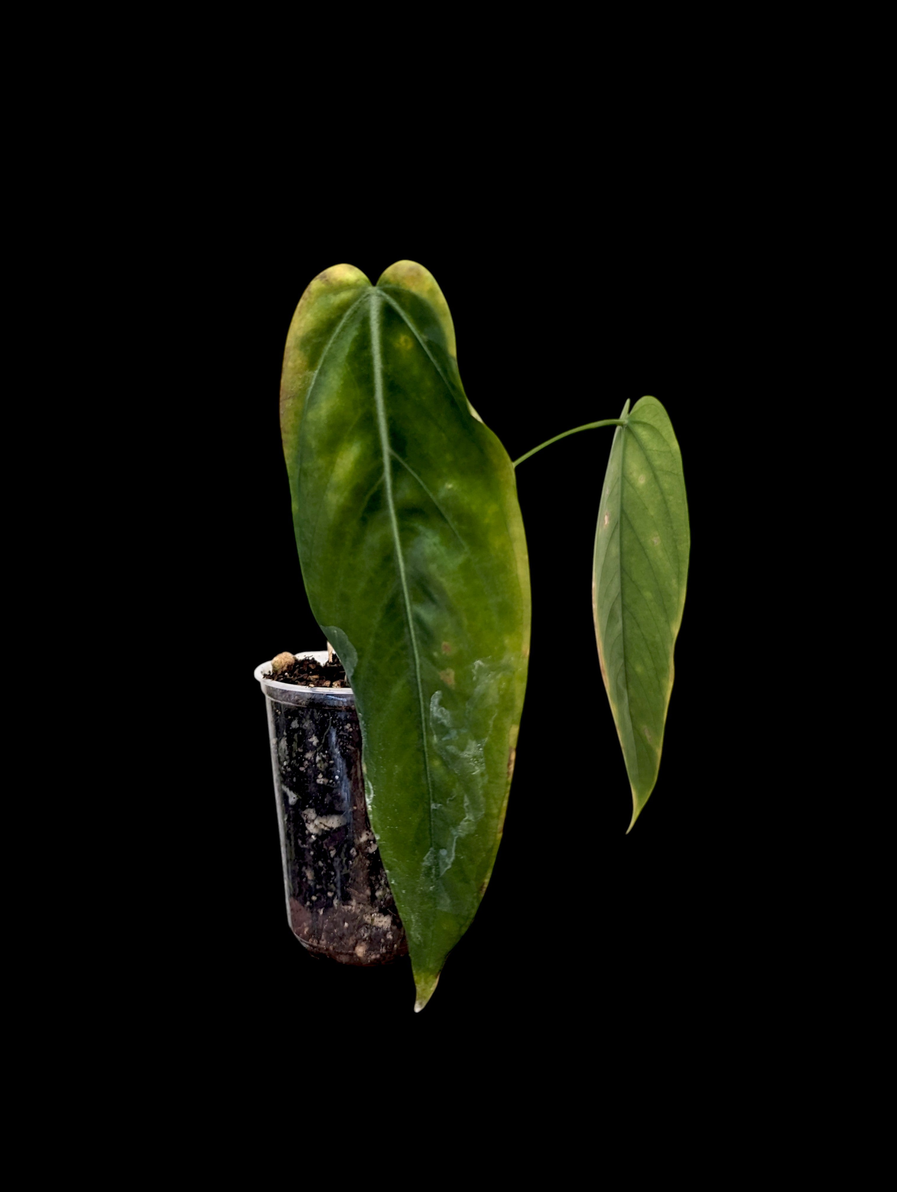 Anthurium warocqueanum 'Esmeralda'