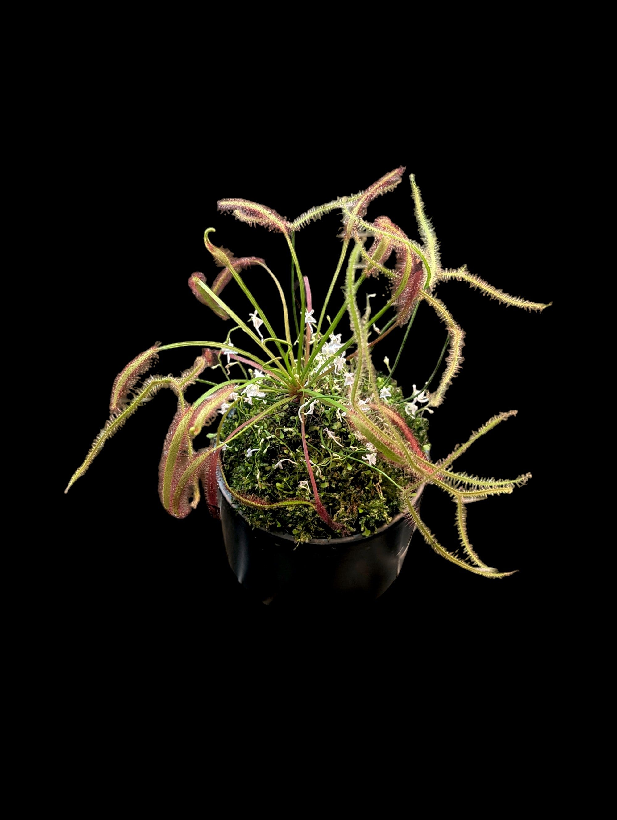 Carnivorous Terrarium (2)