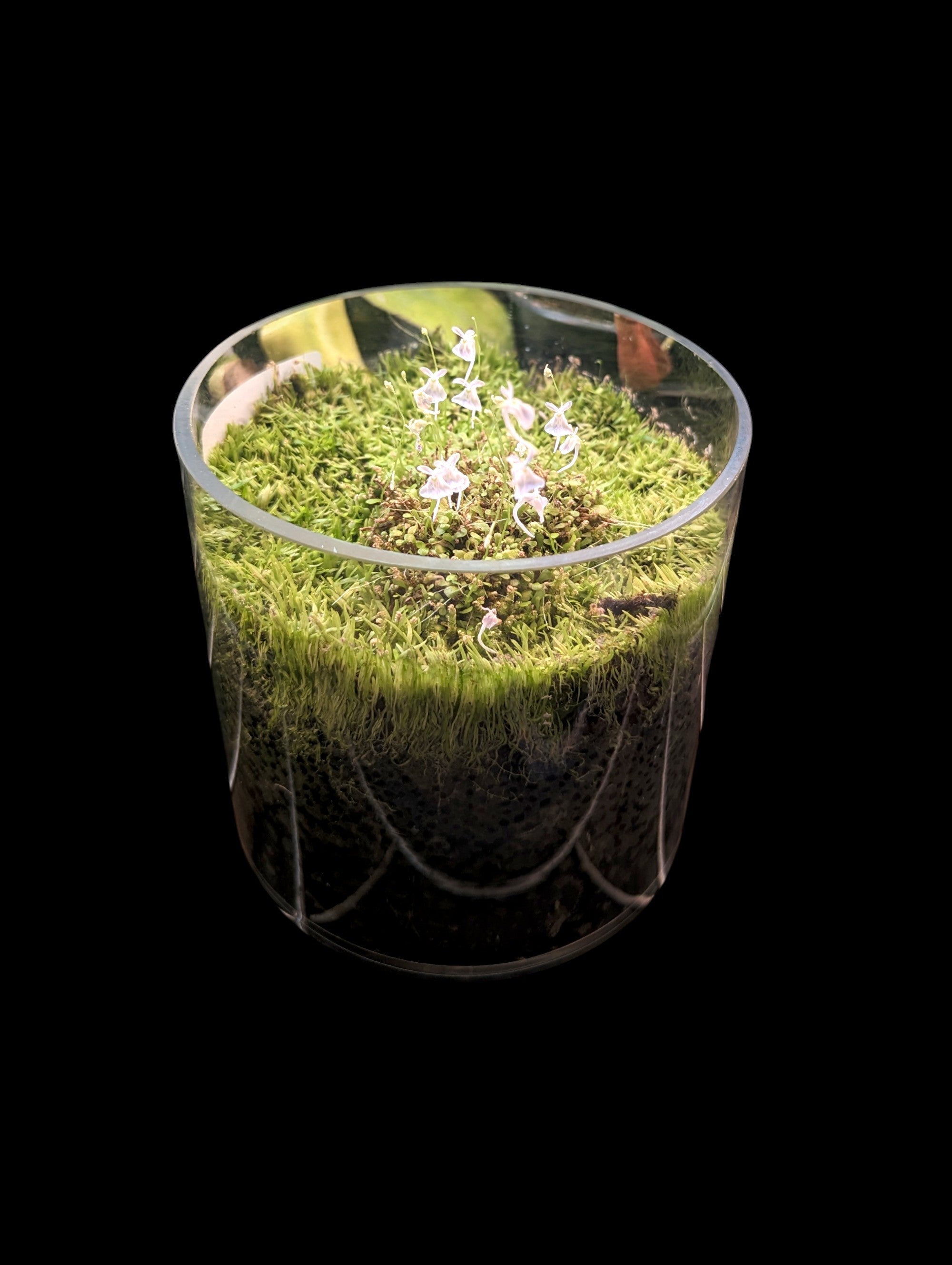 Carnivorous Terrarium (1)