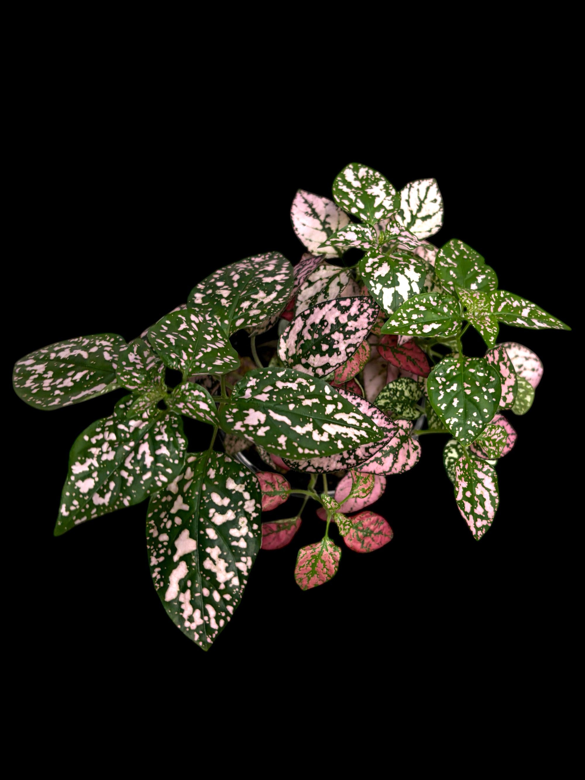 Plante à pois (Hypoestes)