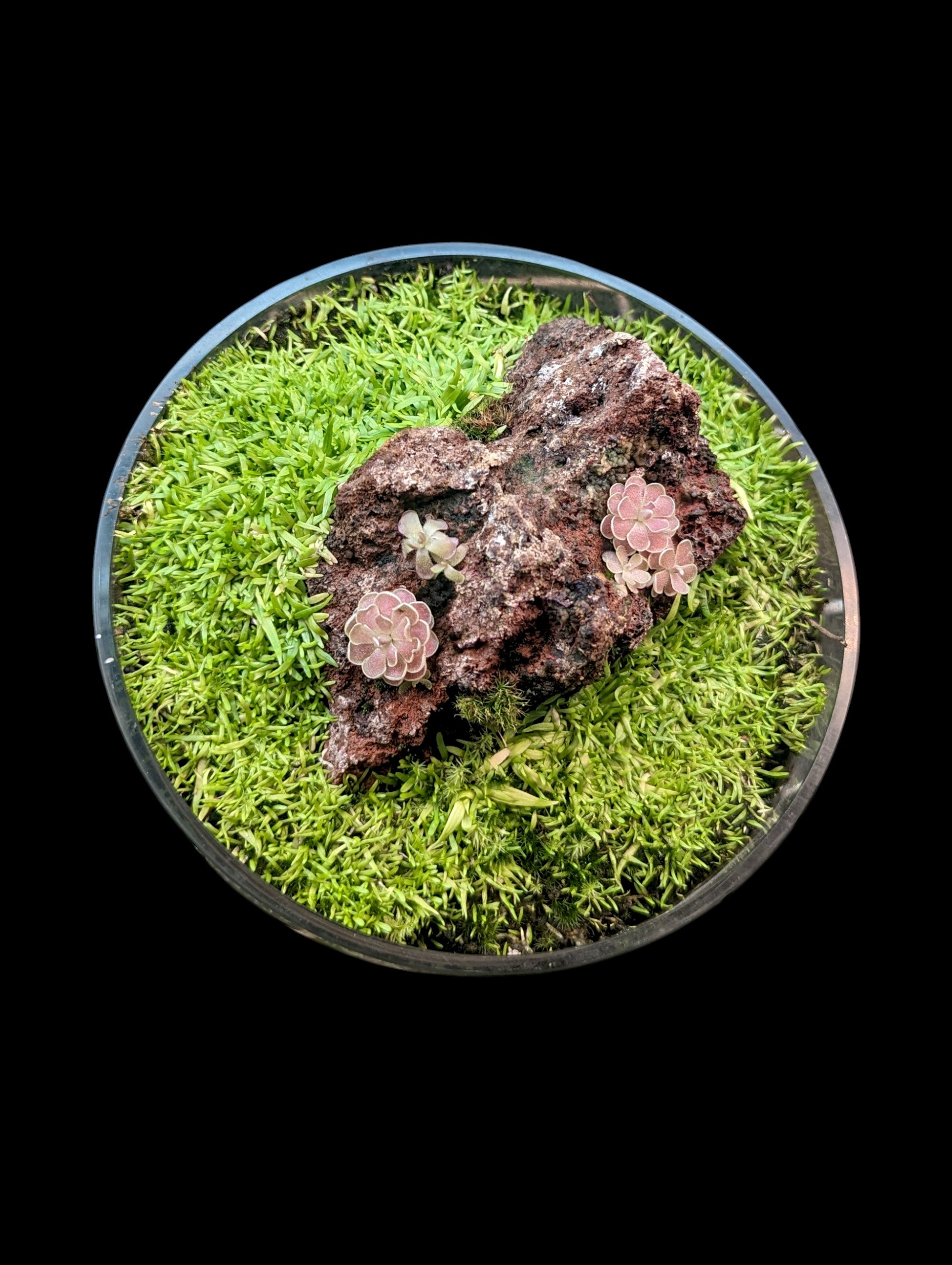 Carnivorous Terrarium (3)