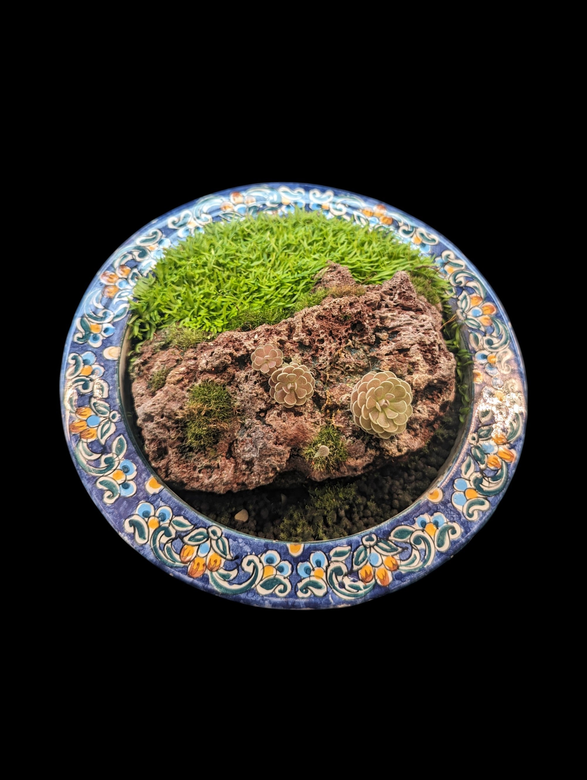 Carnivorous Terrarium (7)