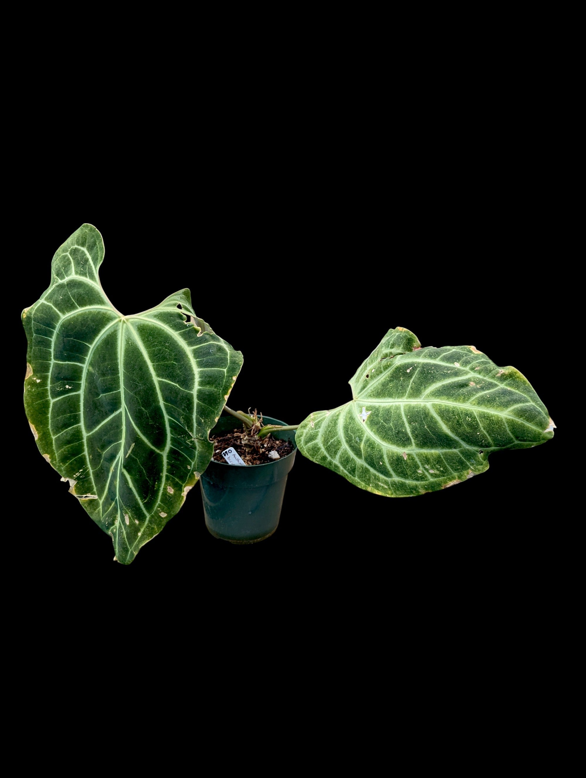 Anthurium besseae aff