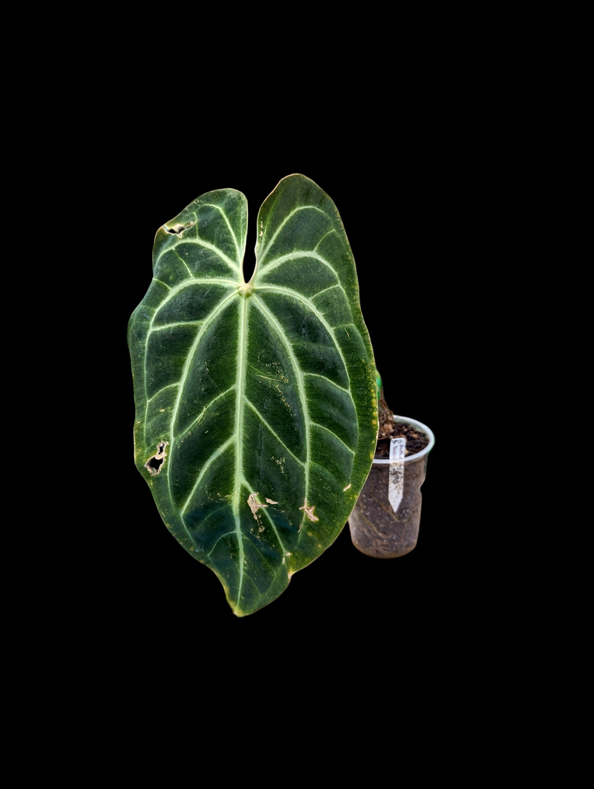 Anthurium besseae aff