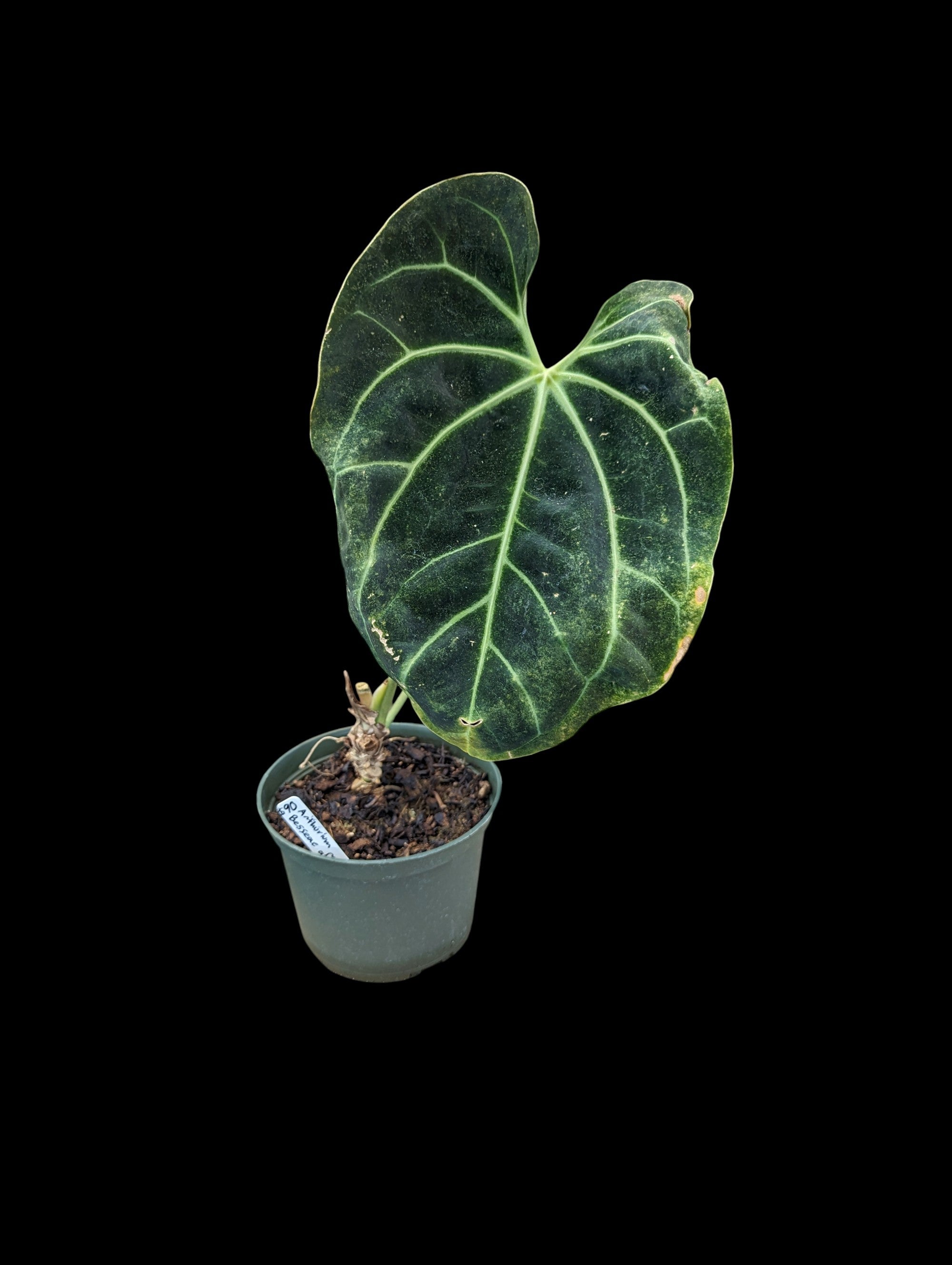 Anthurium besseae aff
