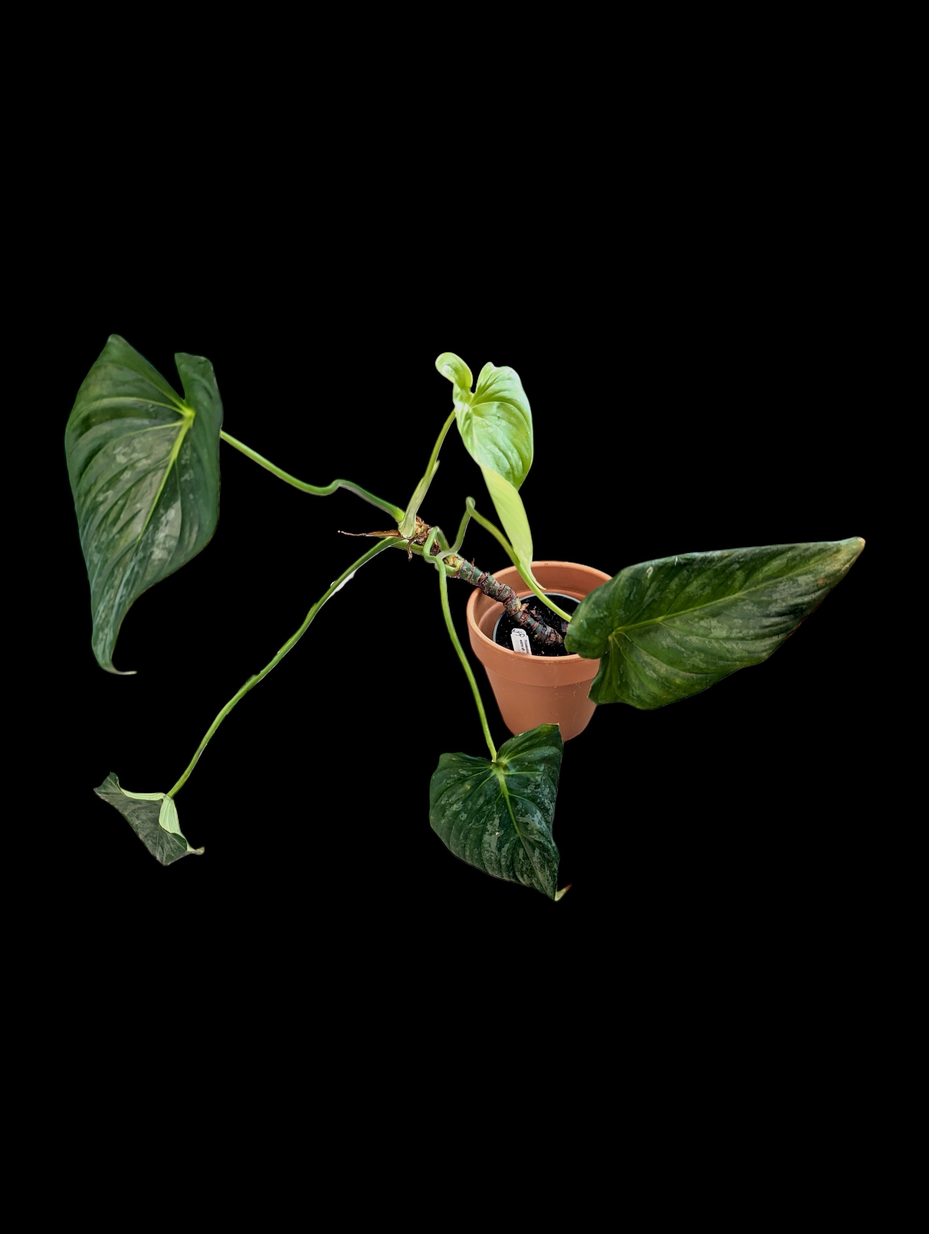 Philodendron sodiroi aff