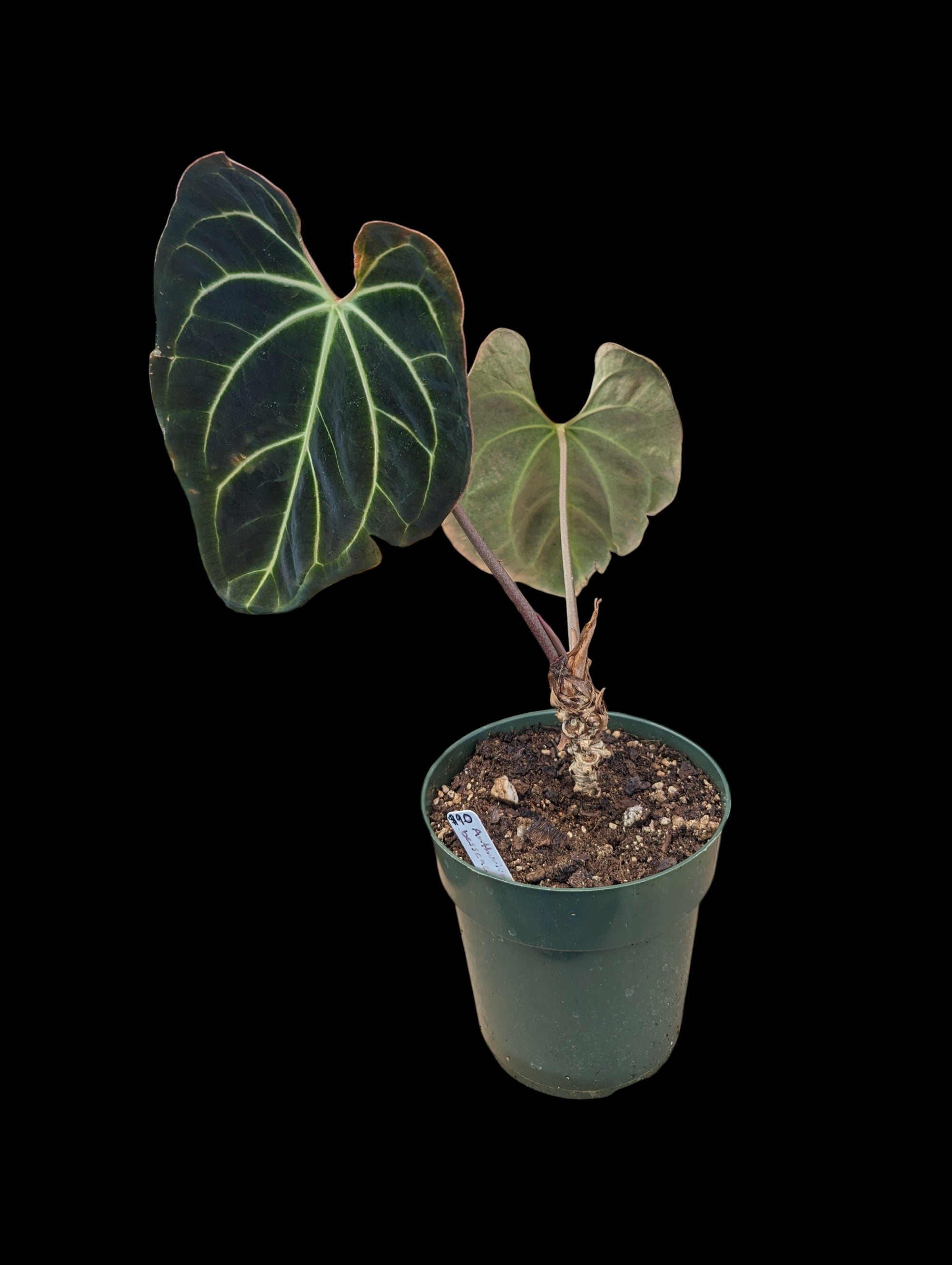 Anthurium besseae aff