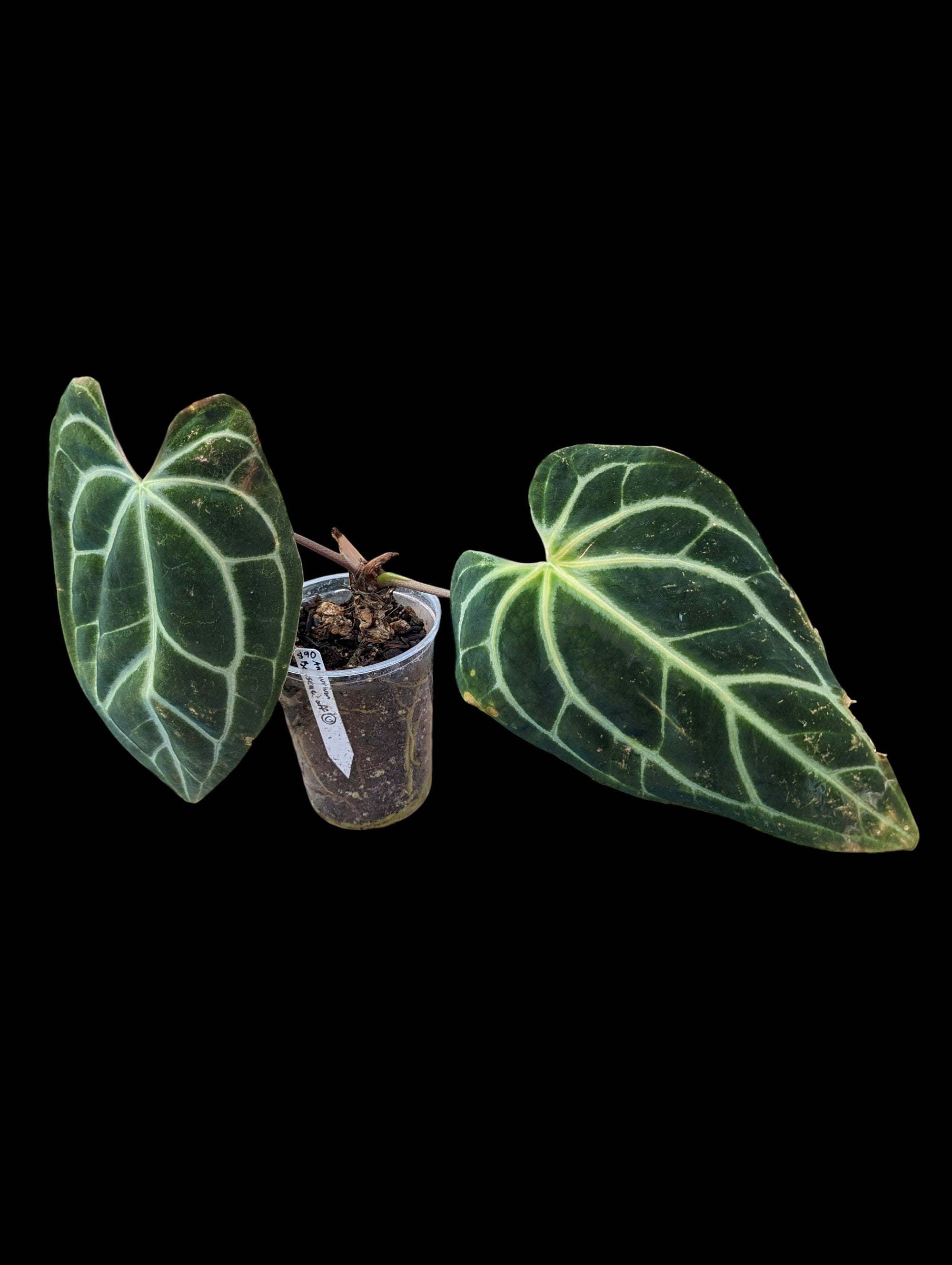 Anthurium besseae aff