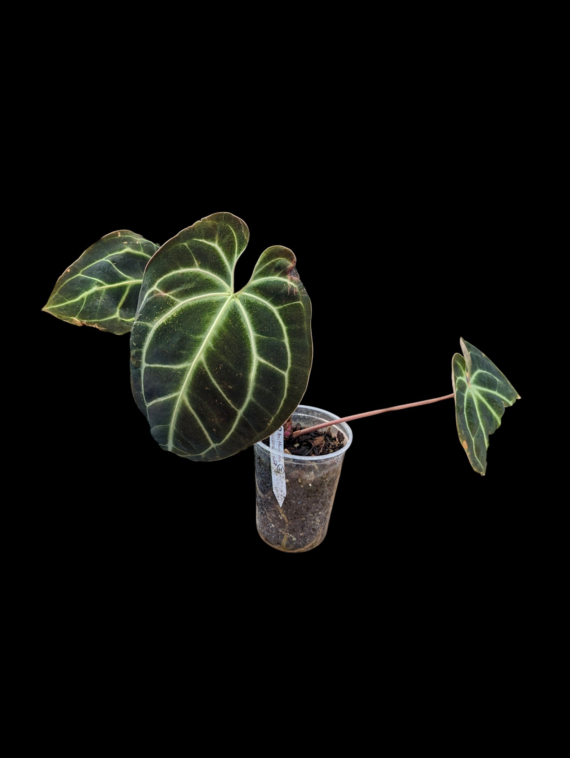 Anthurium besseae aff