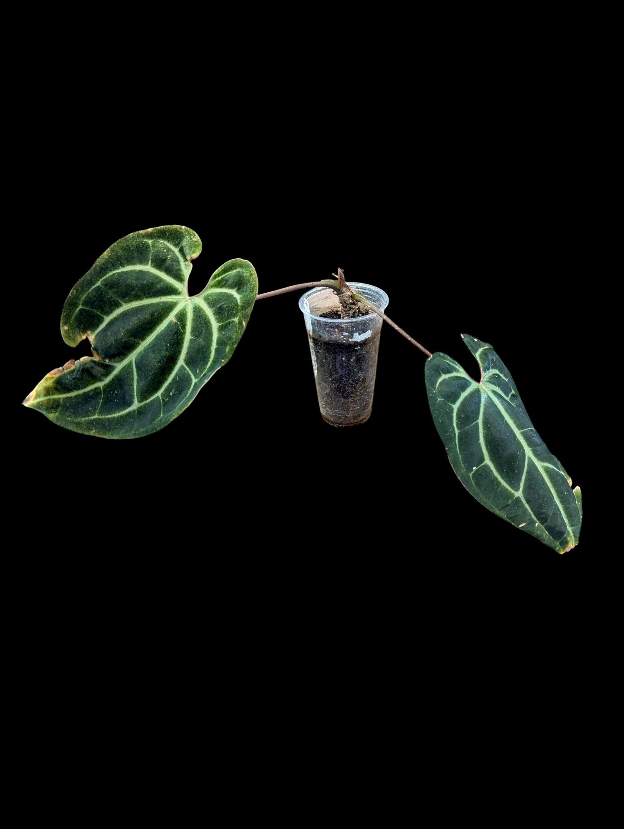 Anthurium besseae aff