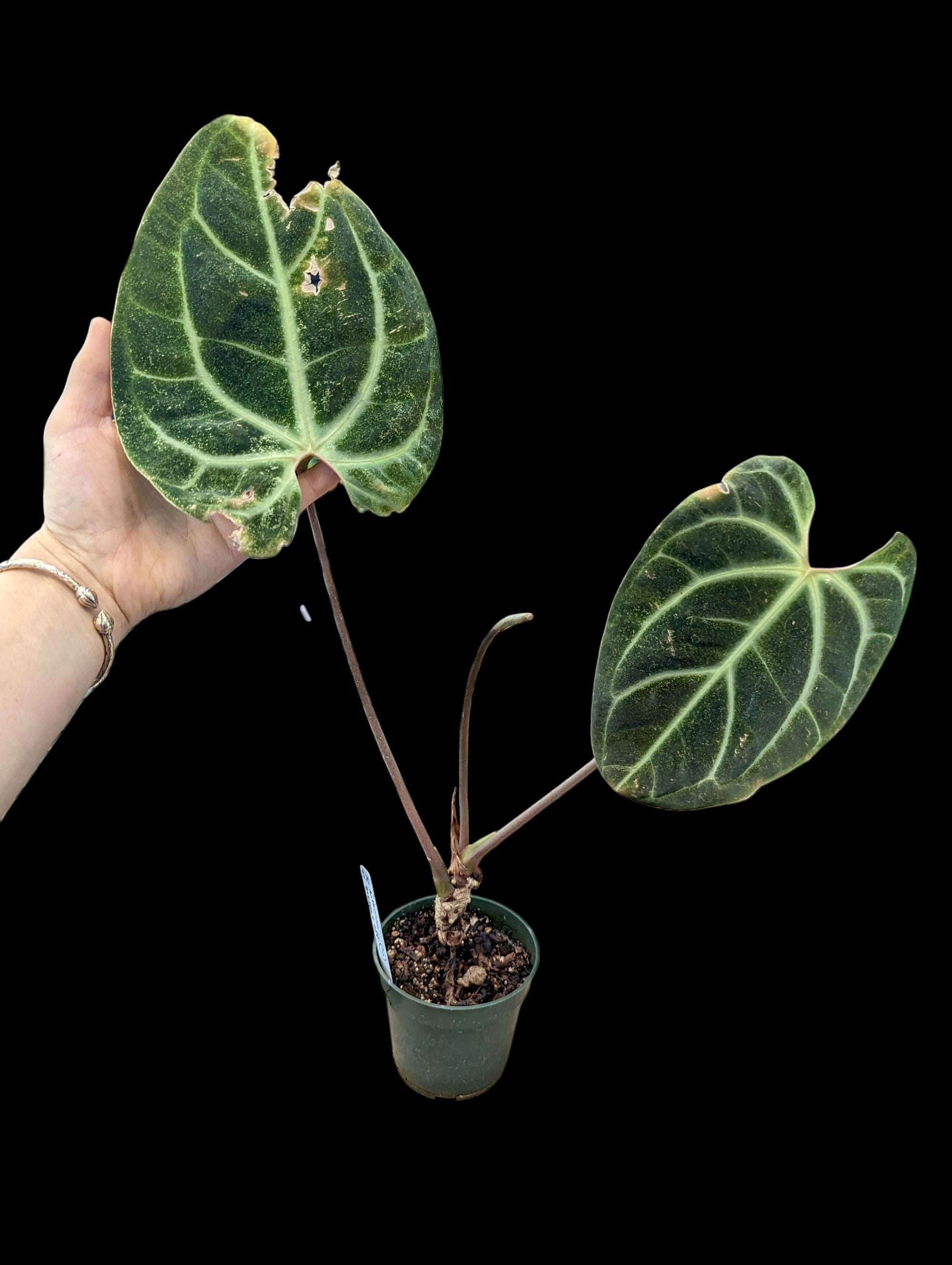 Anthurium besseae aff