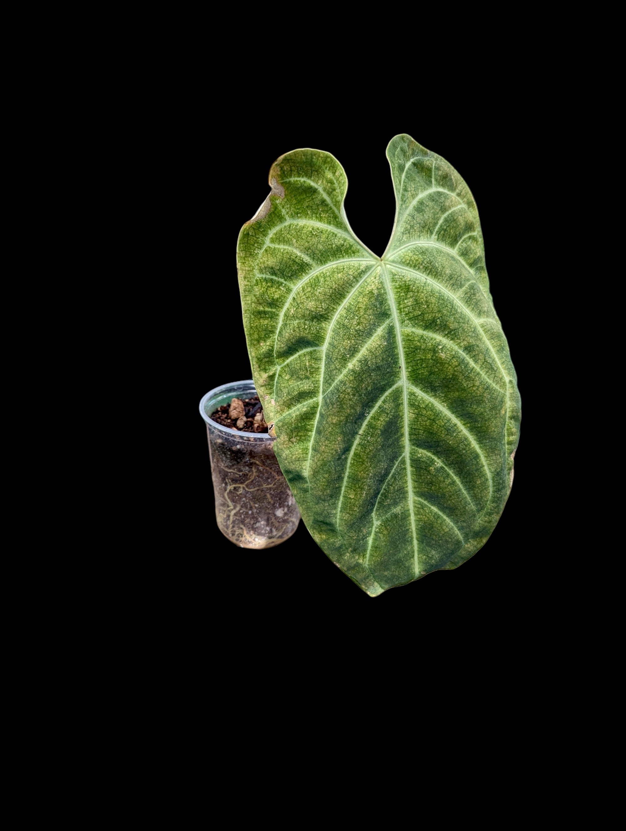 Anthurium besseae aff