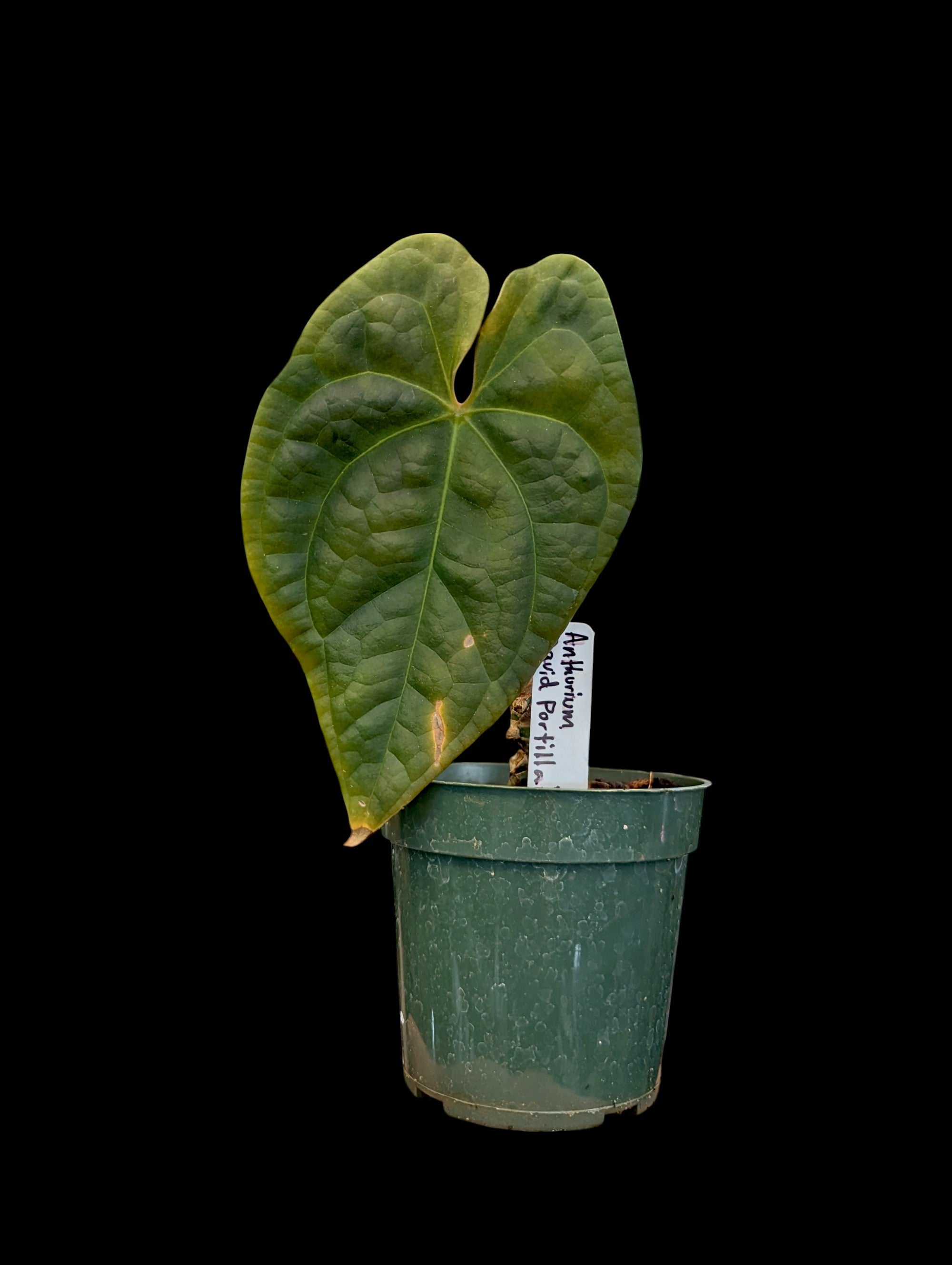 Anthurium David Portilla Dreams