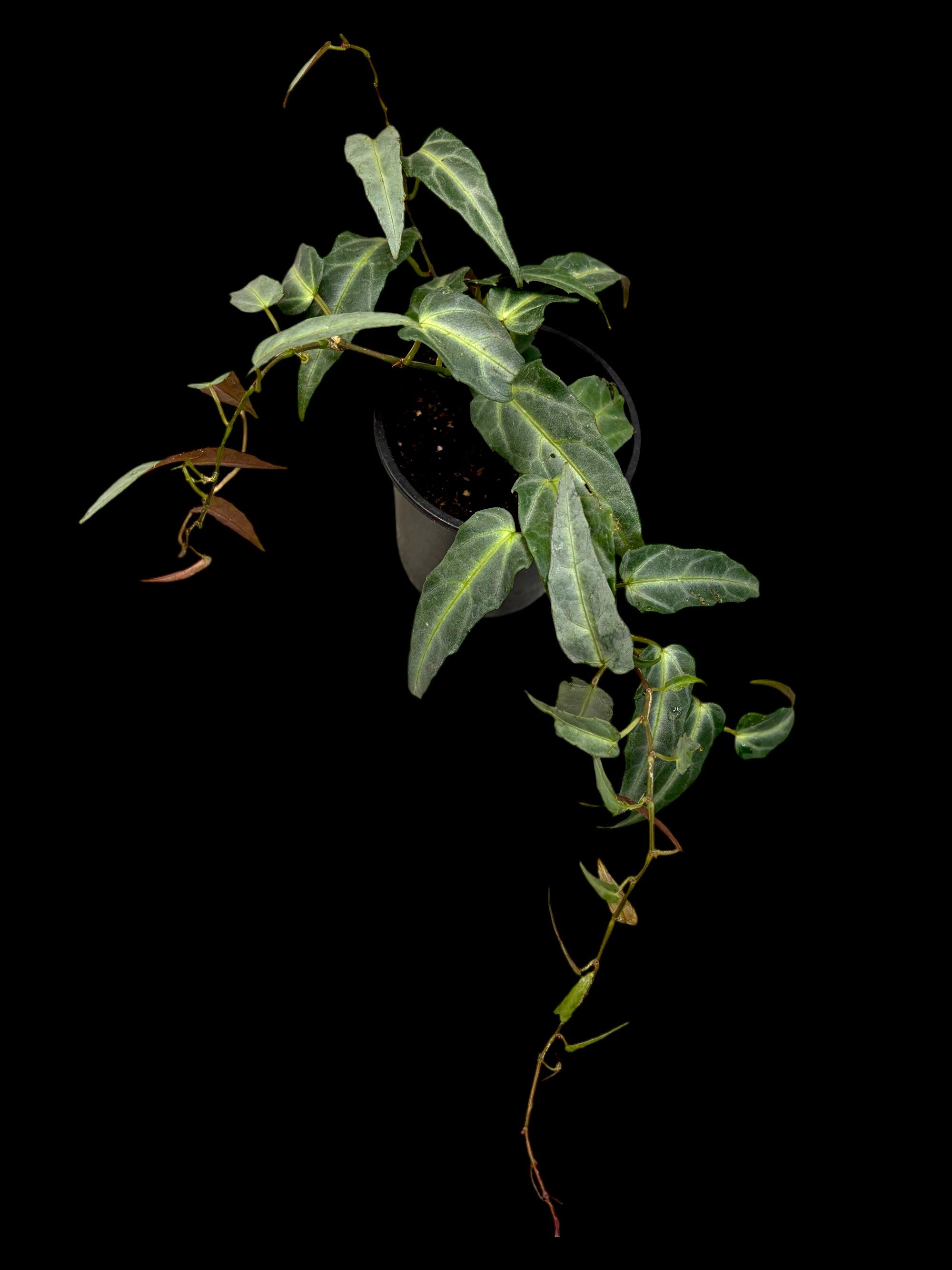 Cissus Amazonica