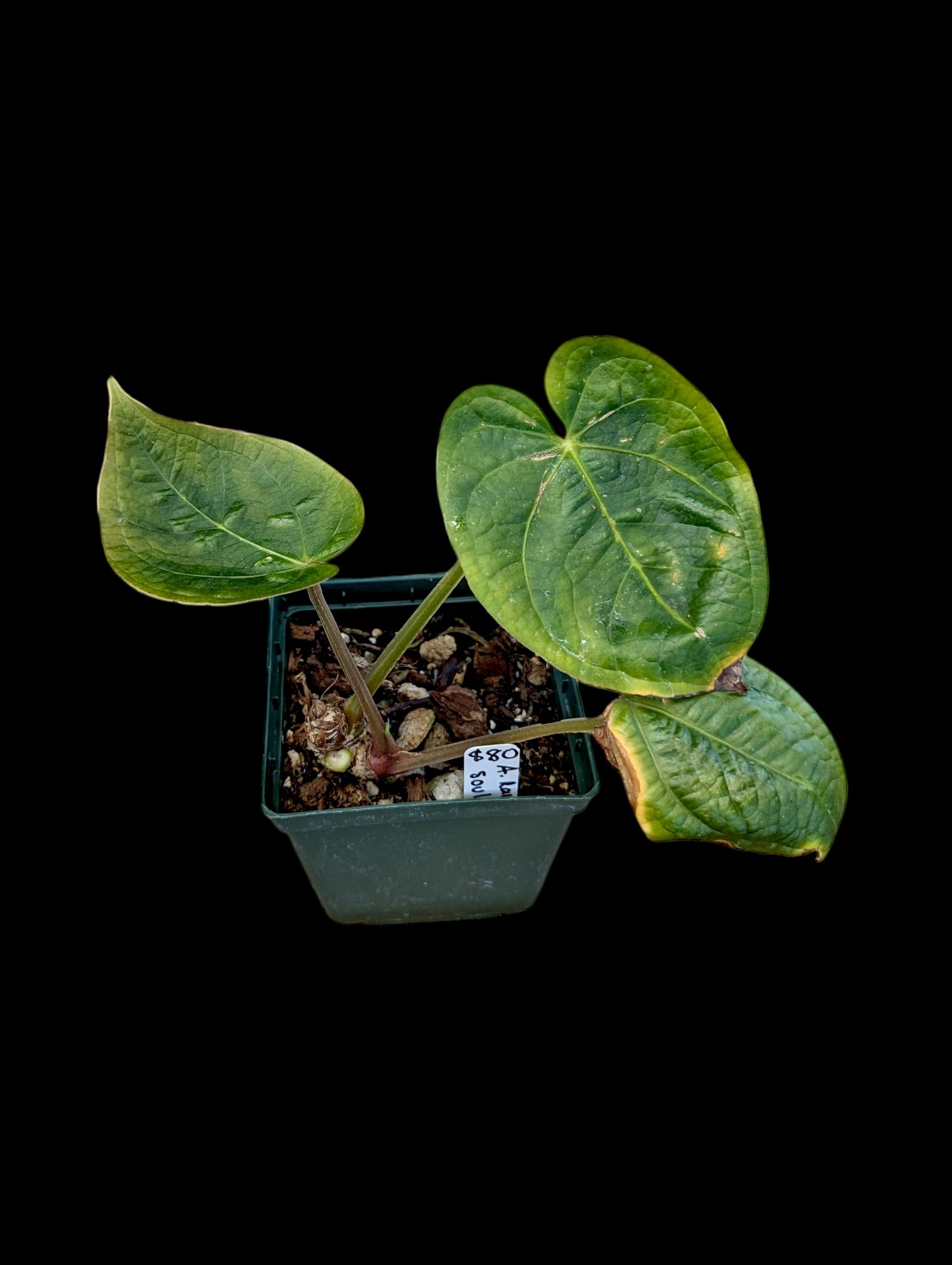 anthurium raven soul Anthurium Raven Soul