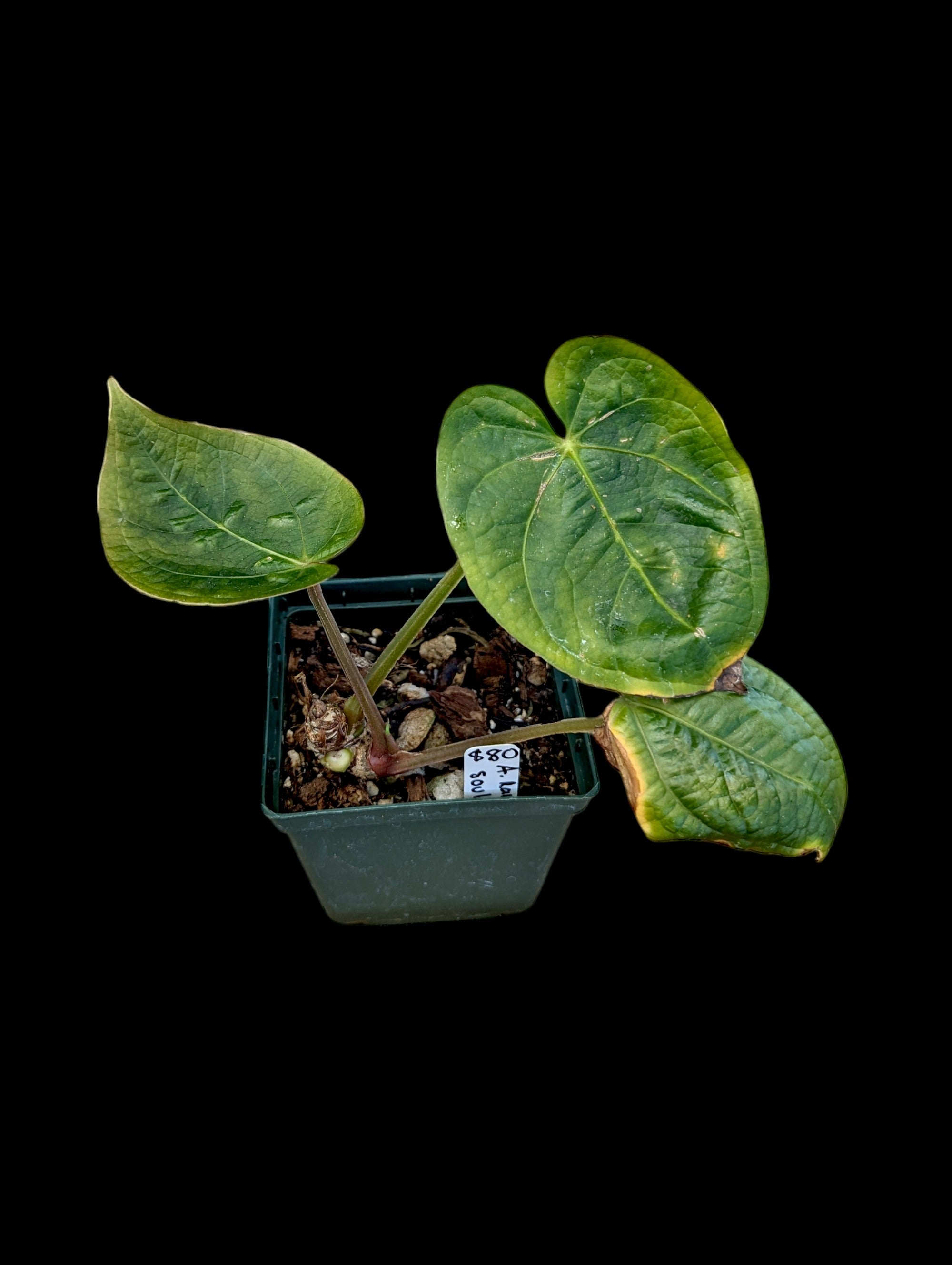 Anthurium Raven Soul