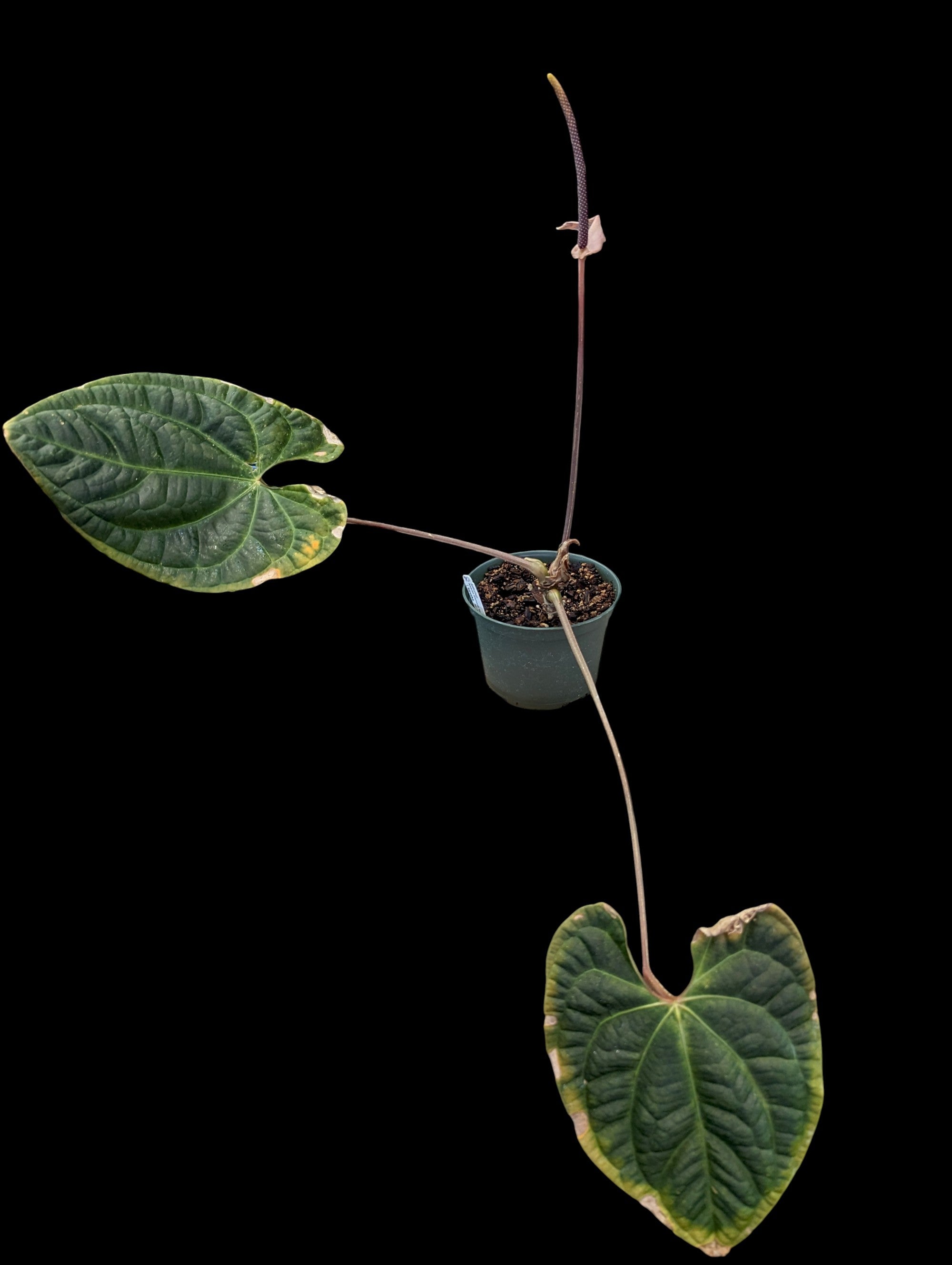 Anthurium Amazon Diamond 'Inverse Crossing'