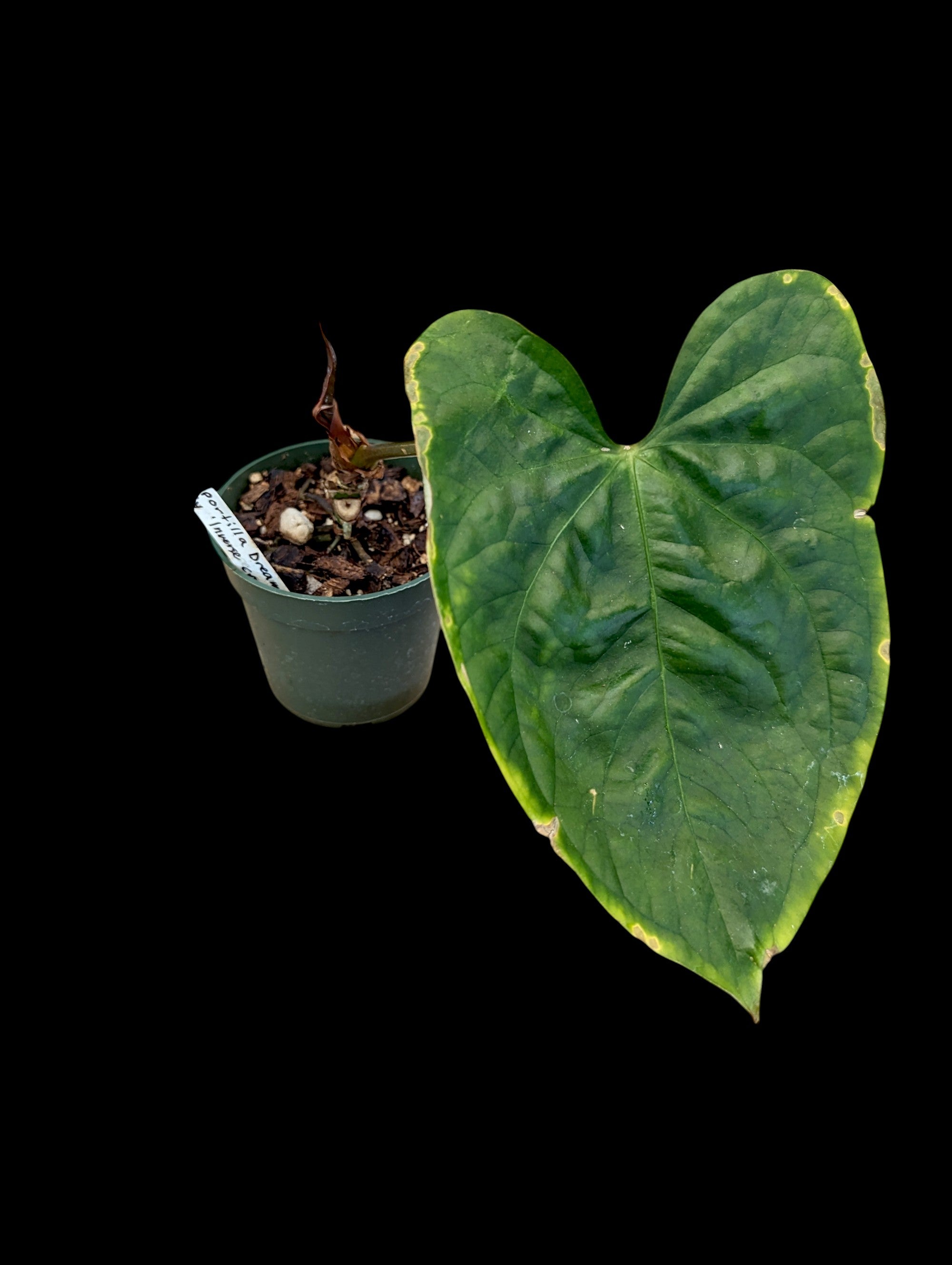 Anthurium Portilla Dreams Jolly Inverse Crossing