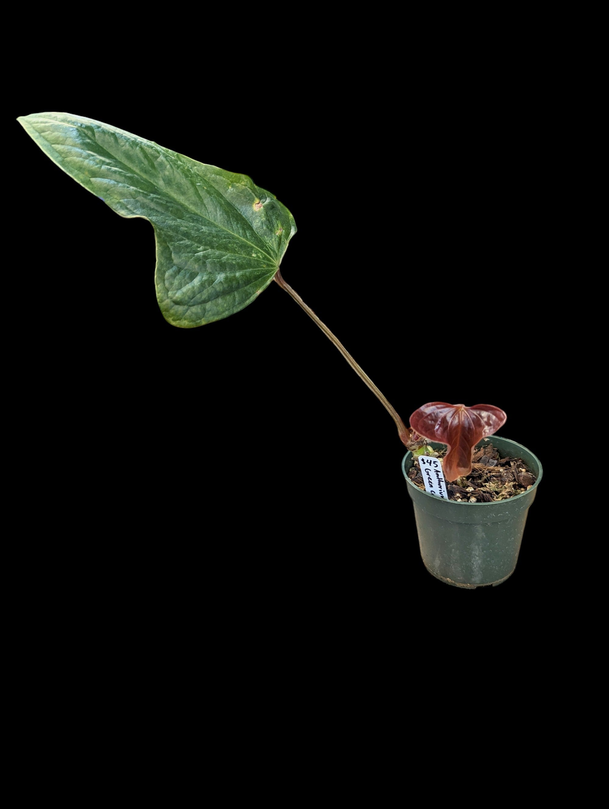 Anthurium green crocodile