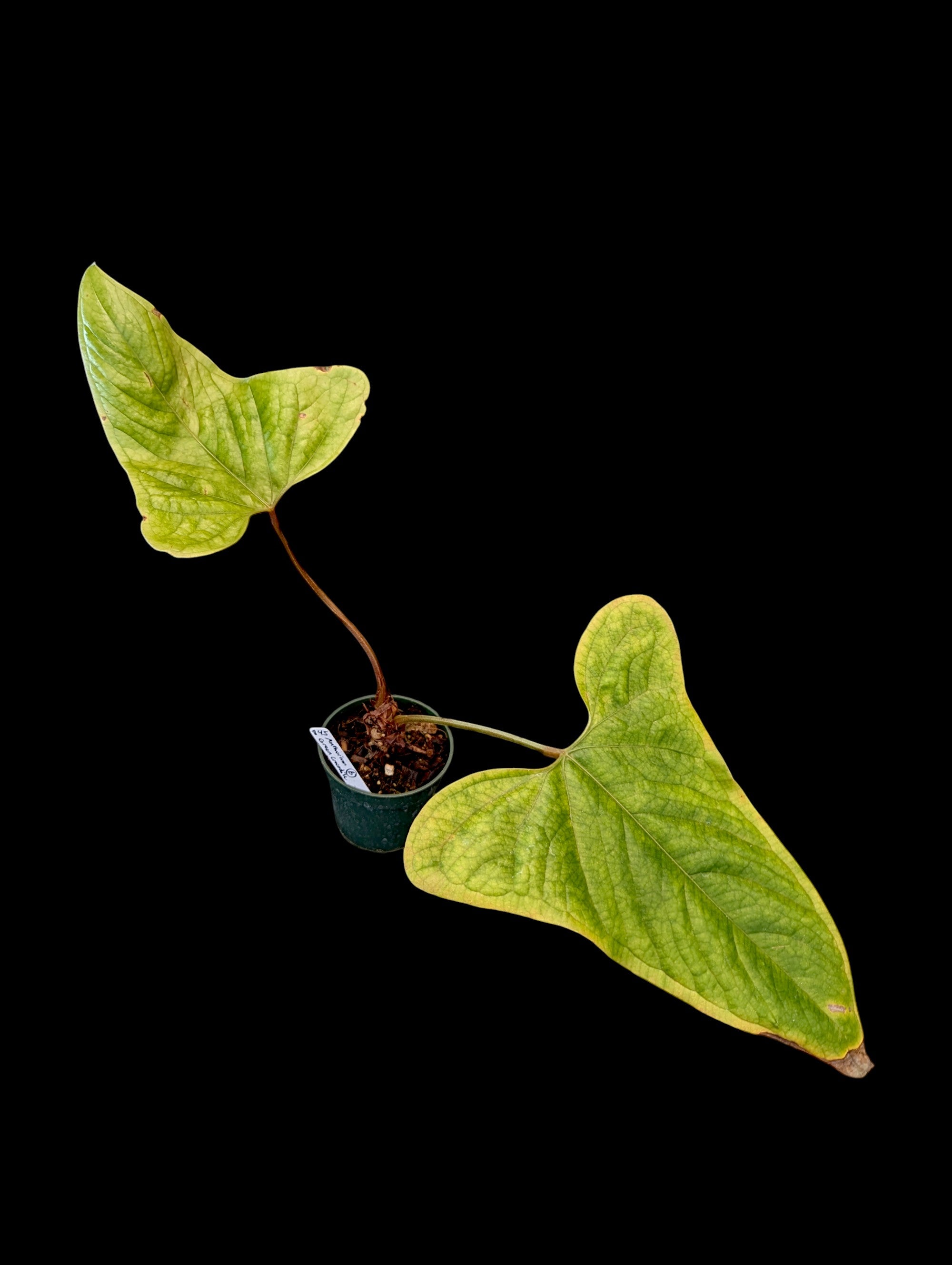 Anthurium green crocodile