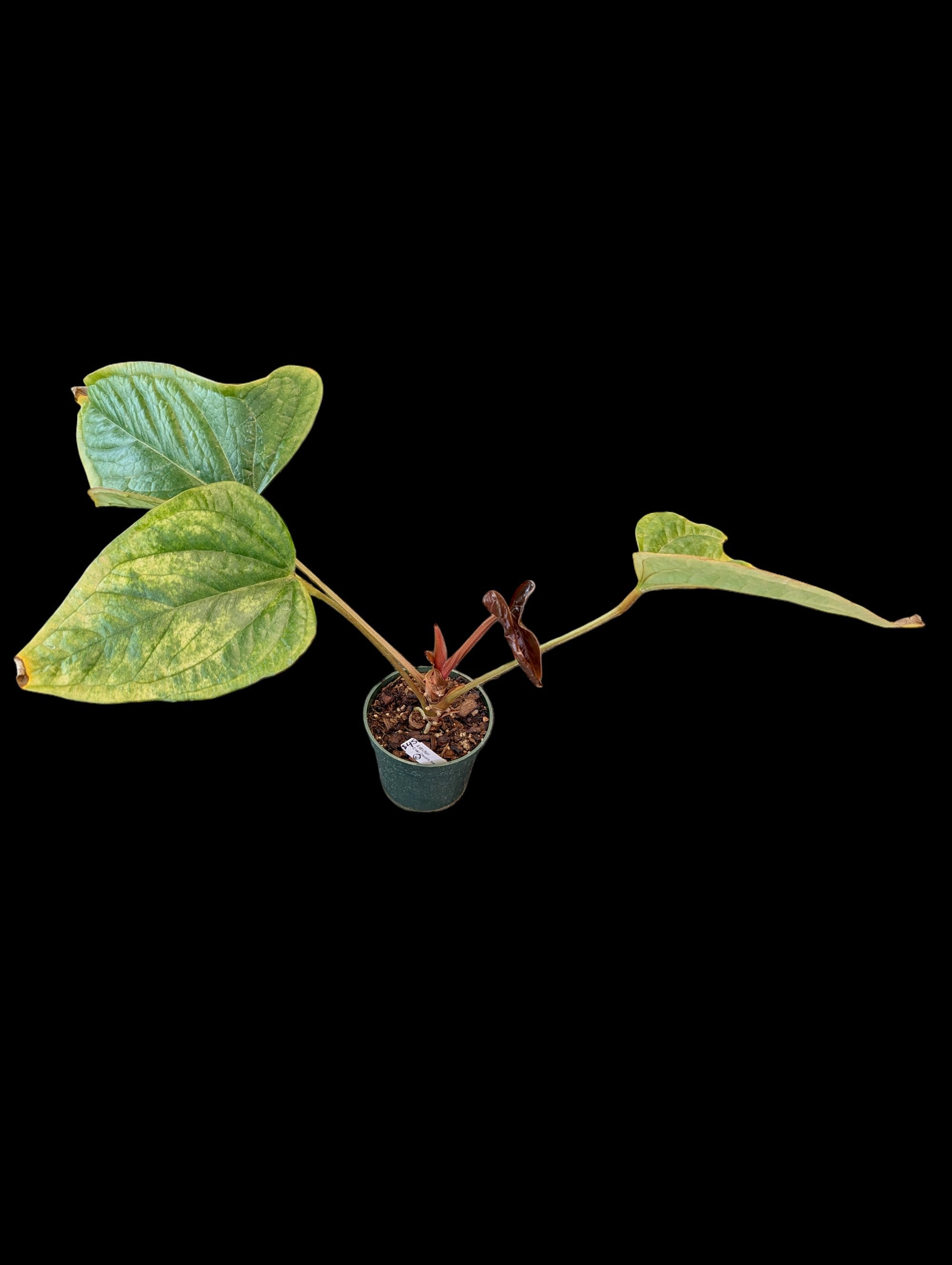 Anthurium green crocodile