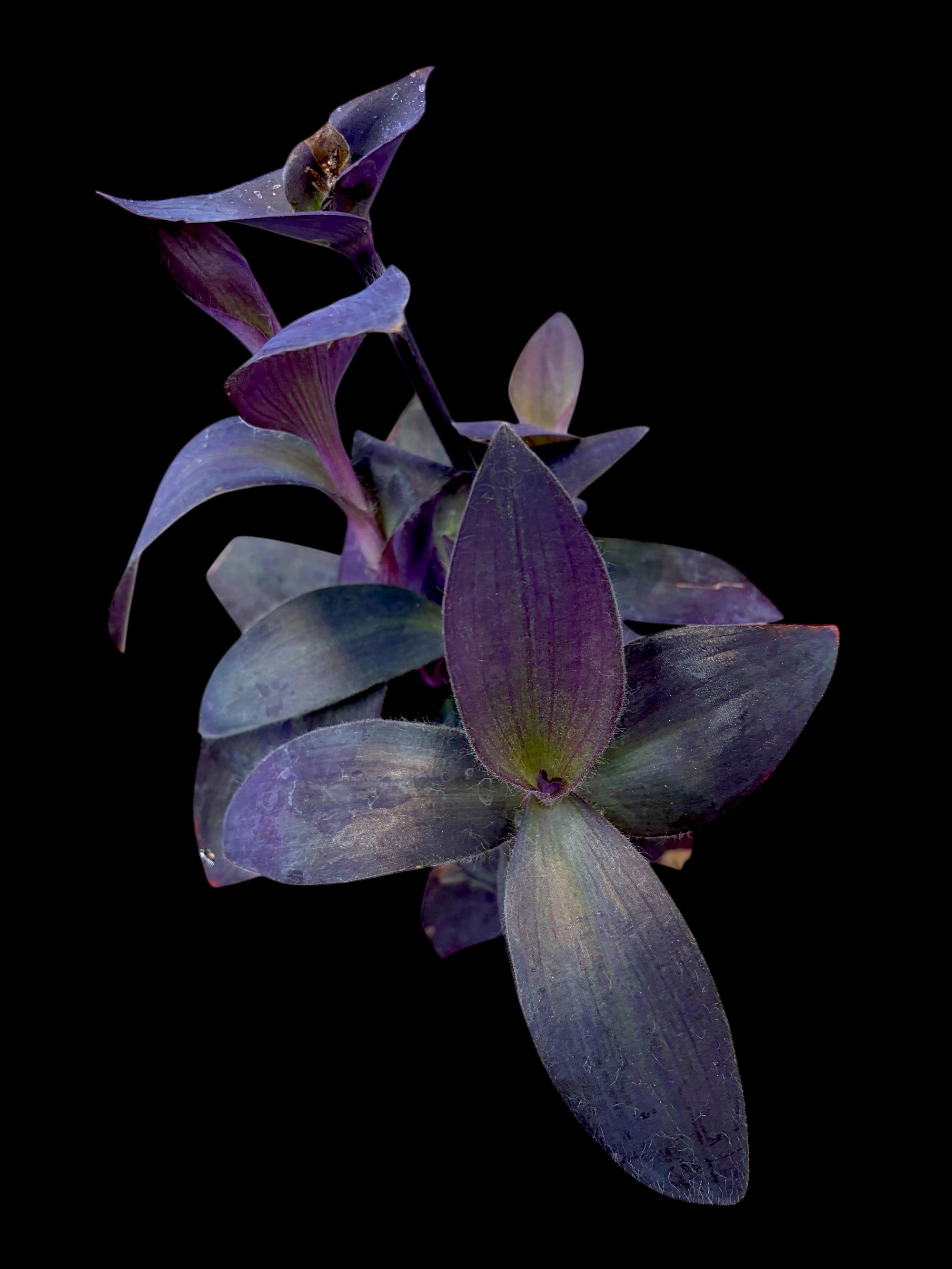 Tradescantia Purple Heart