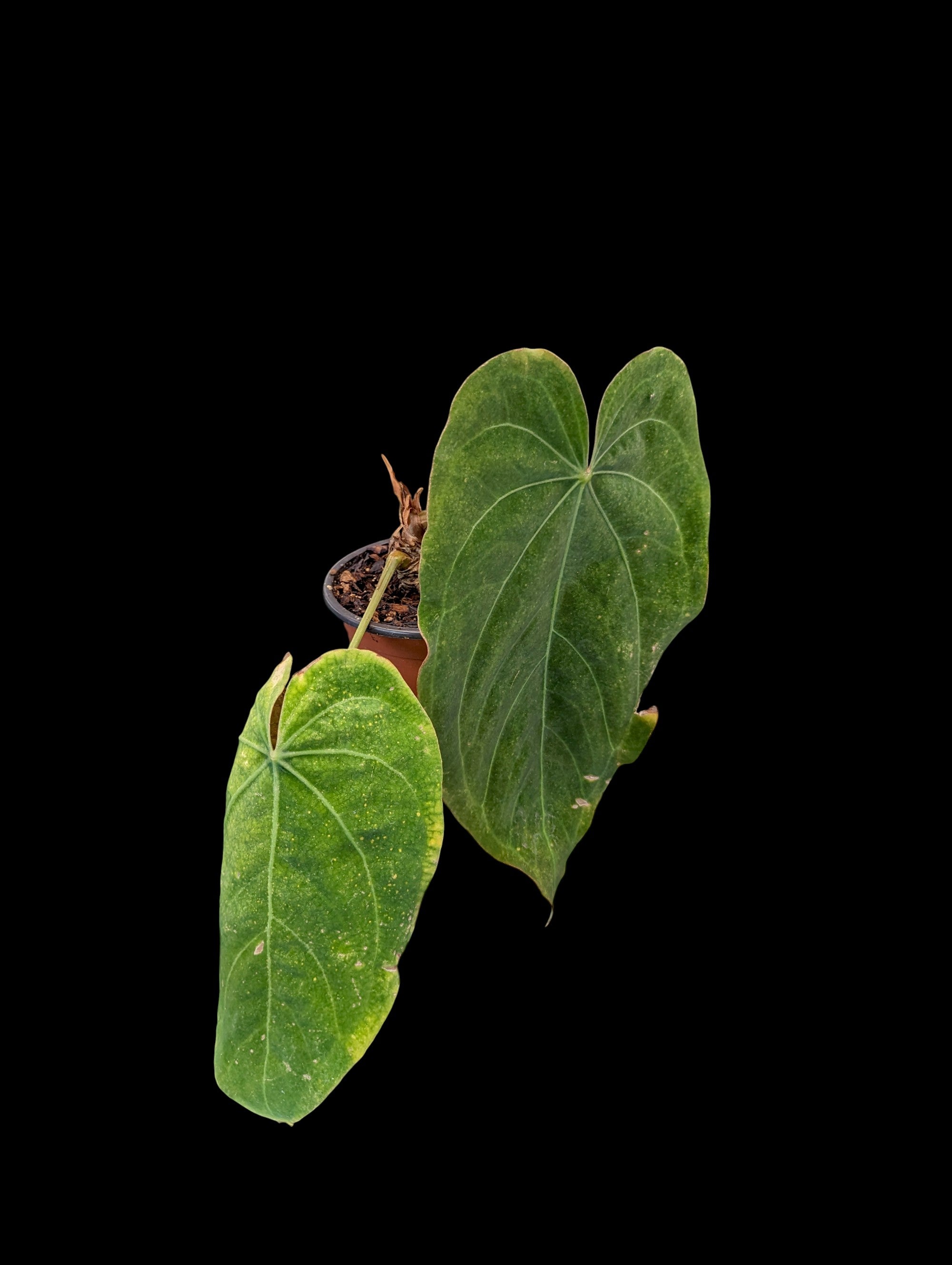 Anthurium Crystal Dress 'Inverse Crossing'