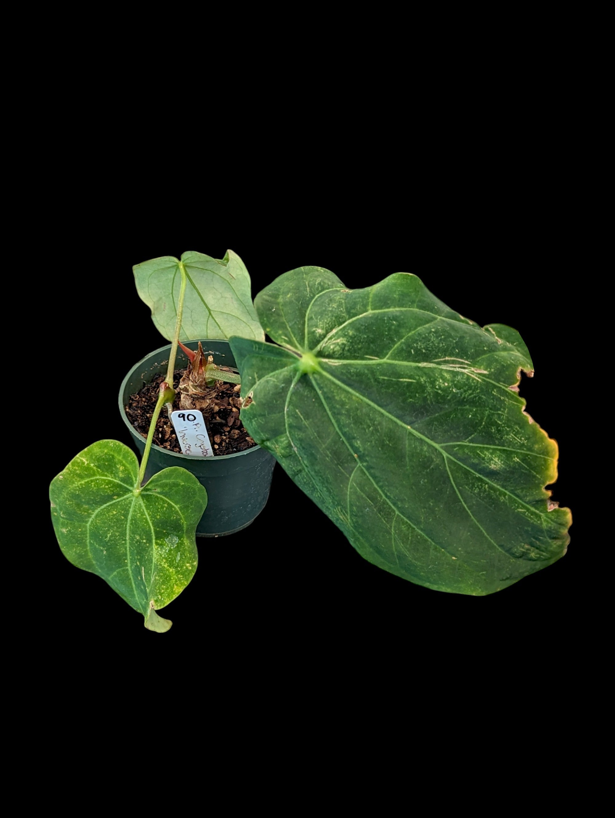 Anthurium Crystal Dress 'Inverse Crossing'