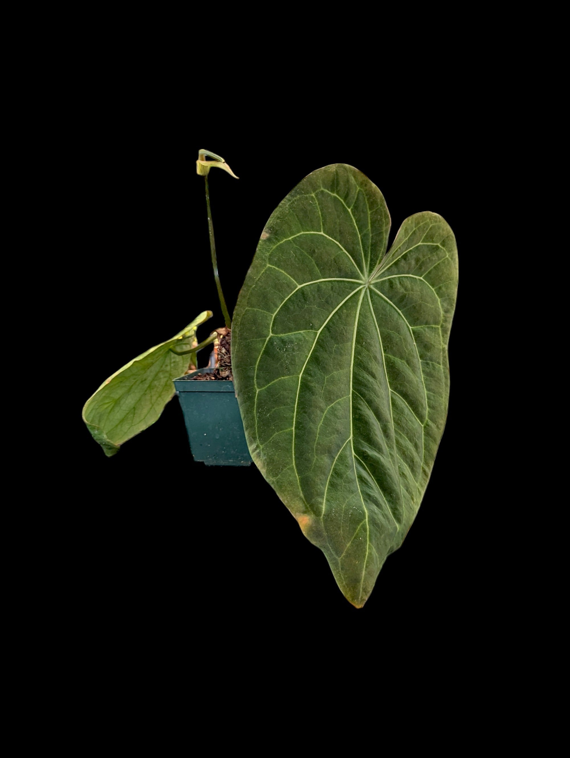 Anthurium Crystal Dress 'Inverse Crossing'