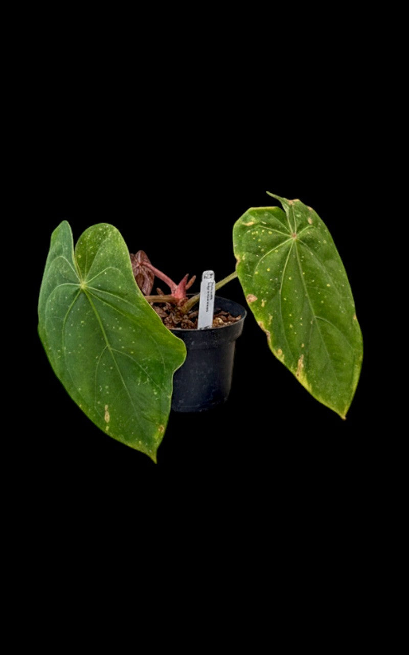 Anthurium Magnificent Dress