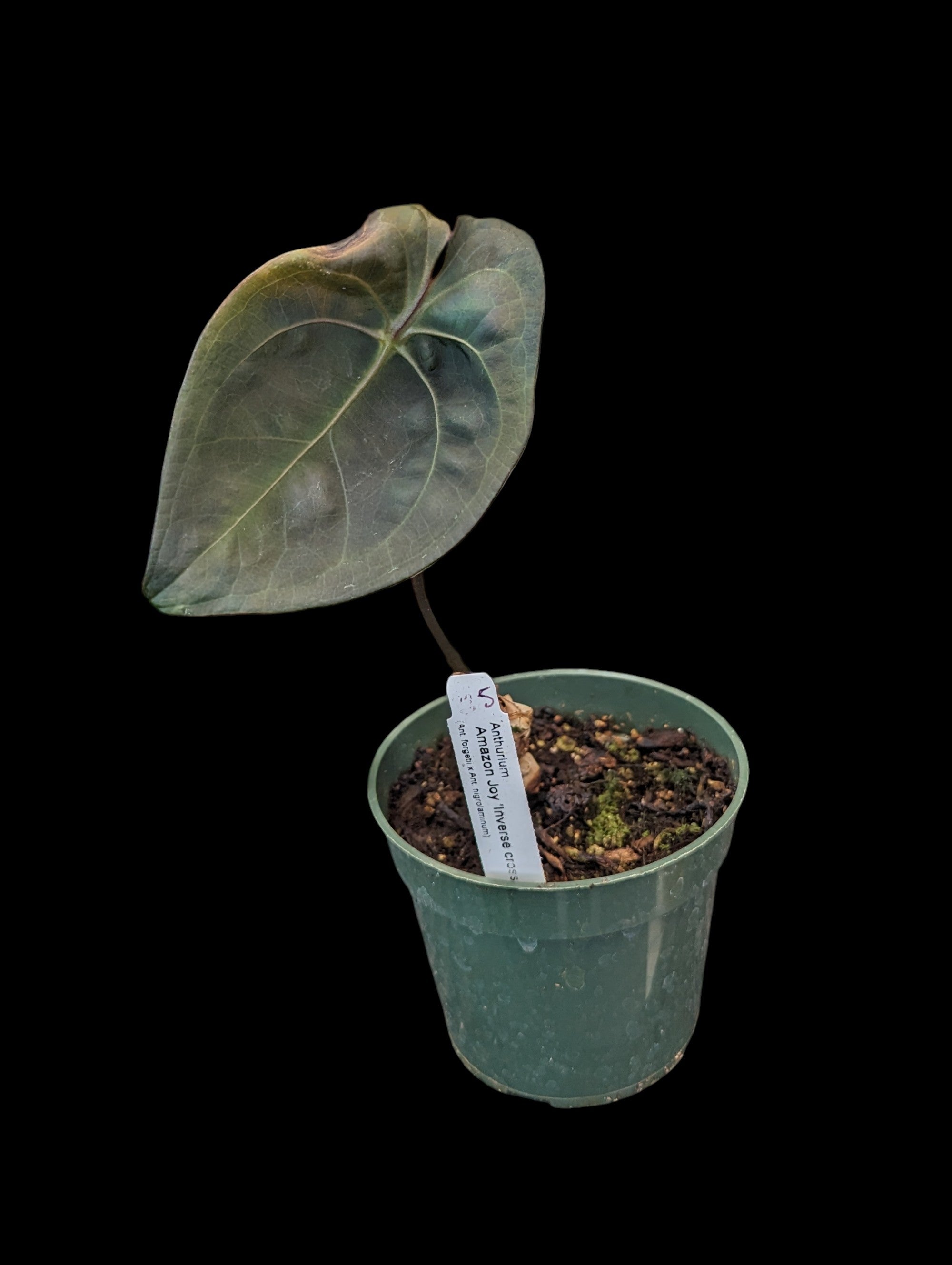 Anthurium Amazon Joy 'Inverse Crossing'