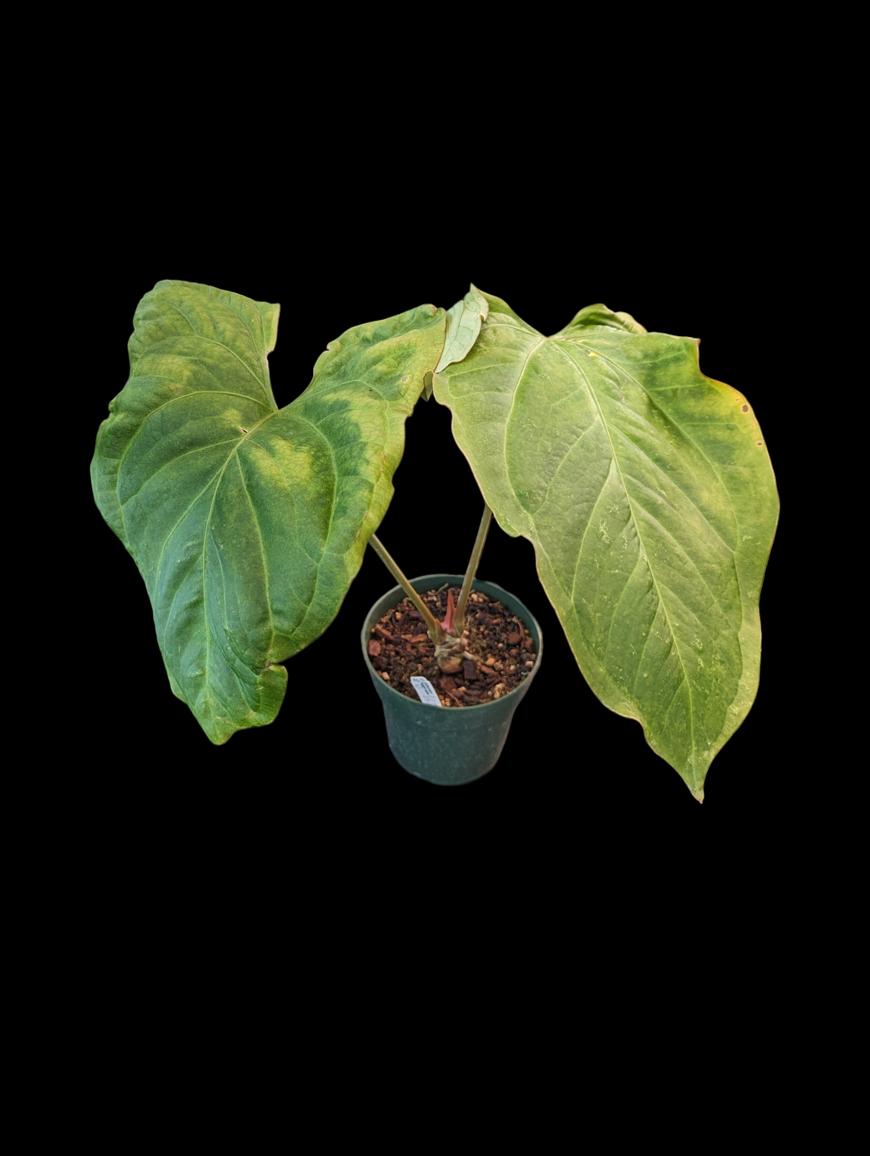 Anthurium Oreilles de lapin