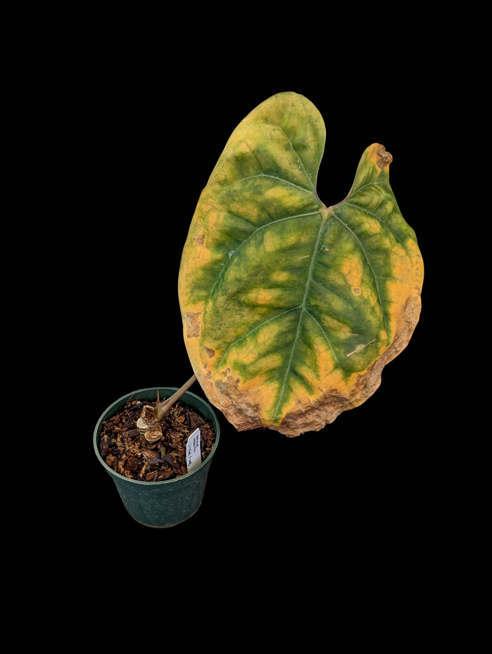 Anthurium Amazon Fox