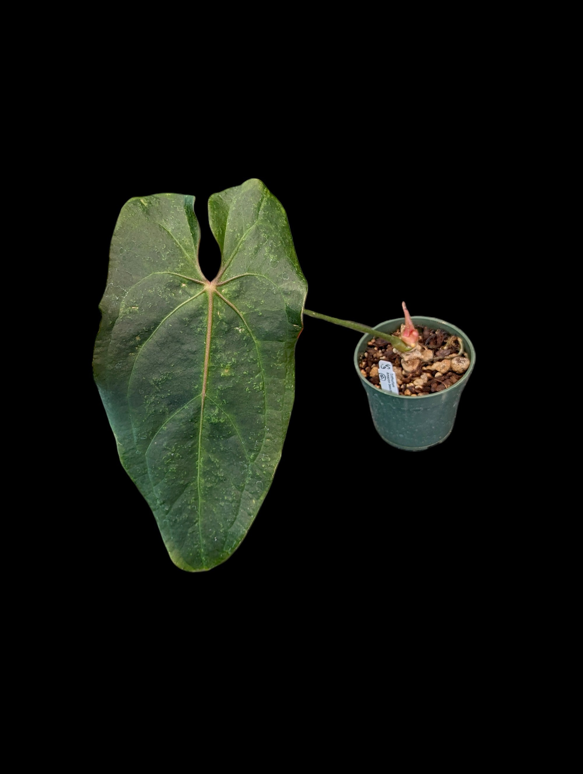 Anthurium Amazon Beauty