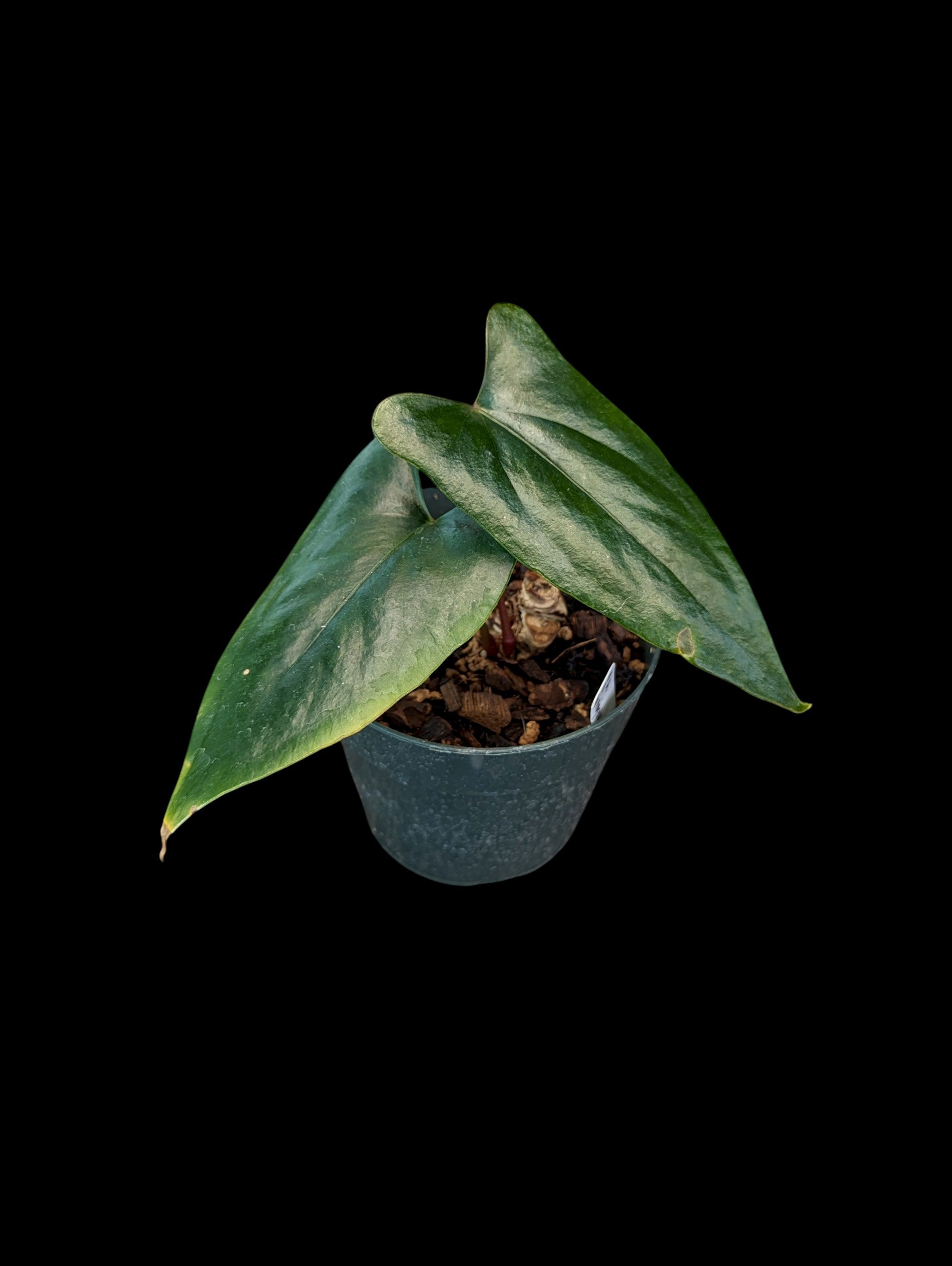 Anthurium nigrolaminum