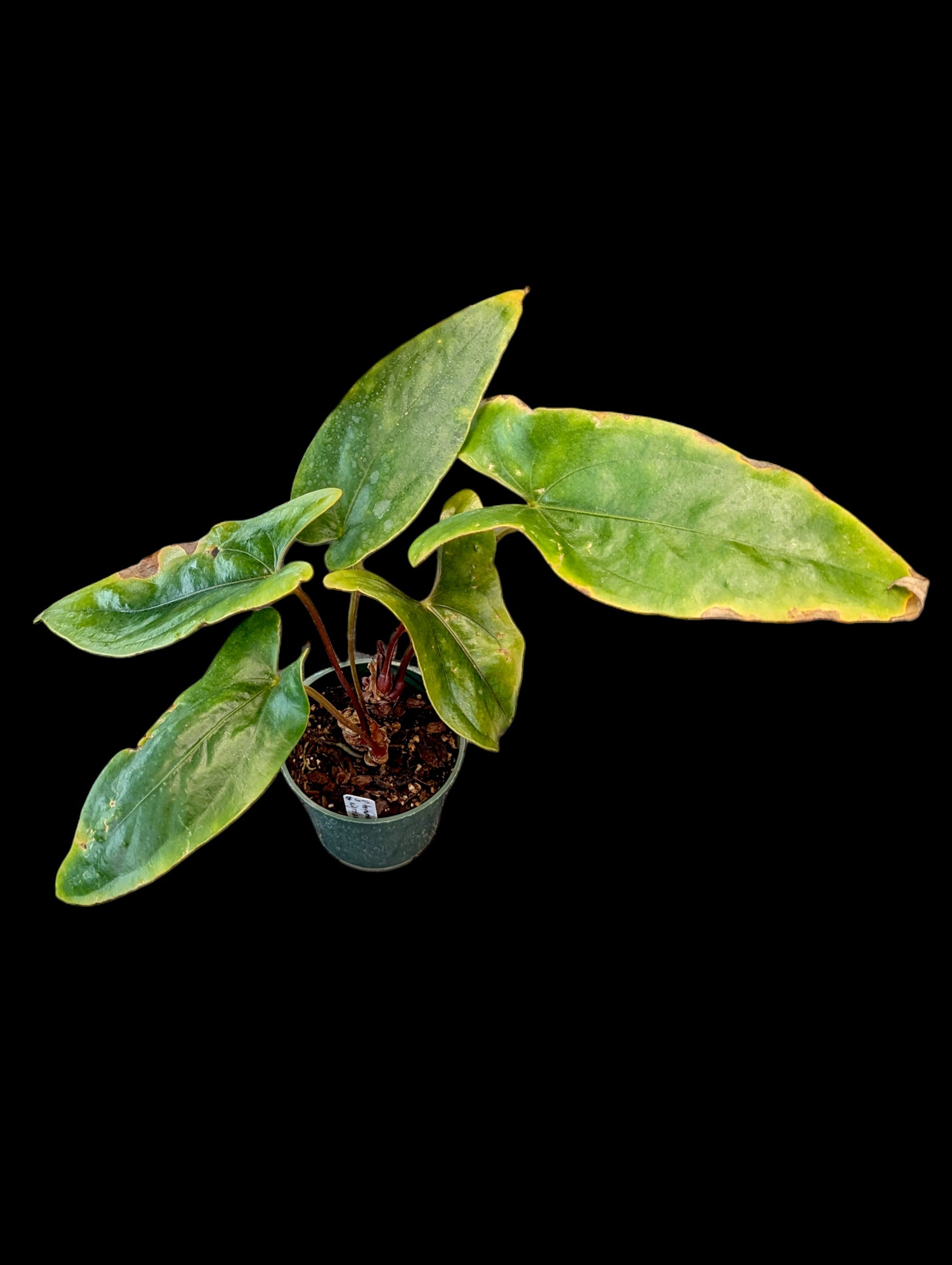 Anthurium nigrolaminum 'Gigi'