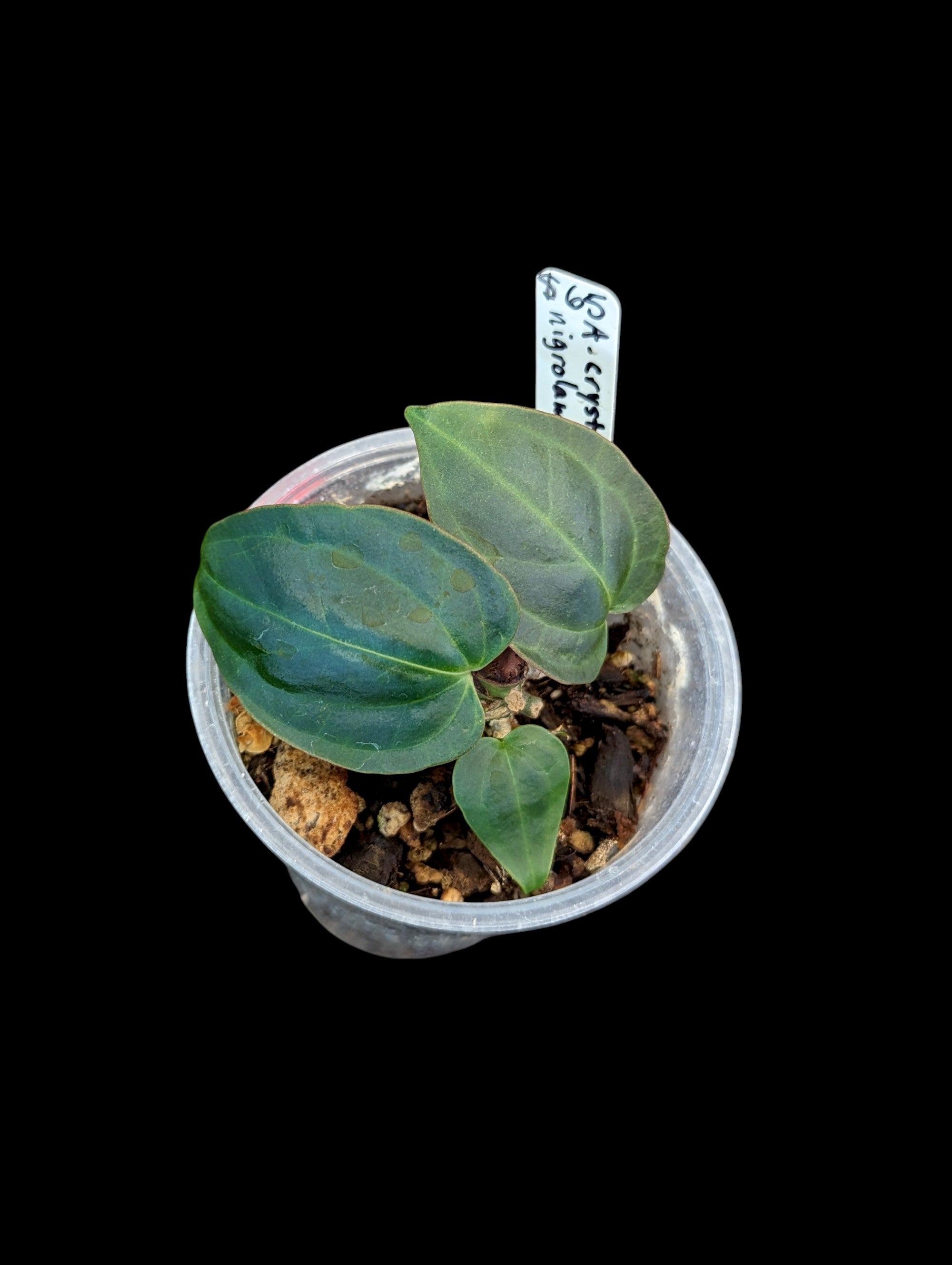 Anthurium crystallinum x nigrolaminum 'Gigi'