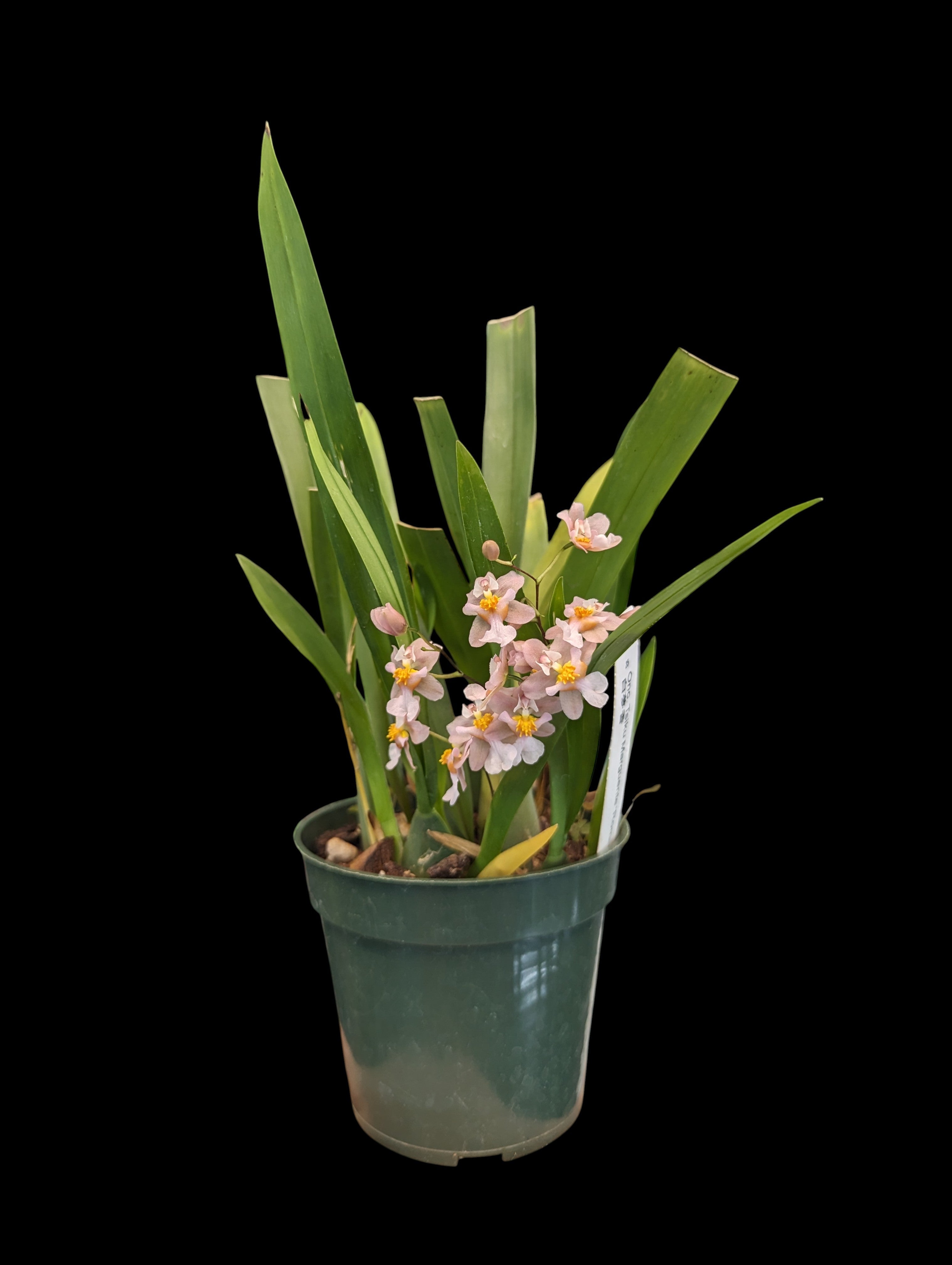 Oncidium Tsiku Marguerite 'Romantic Fantasy'