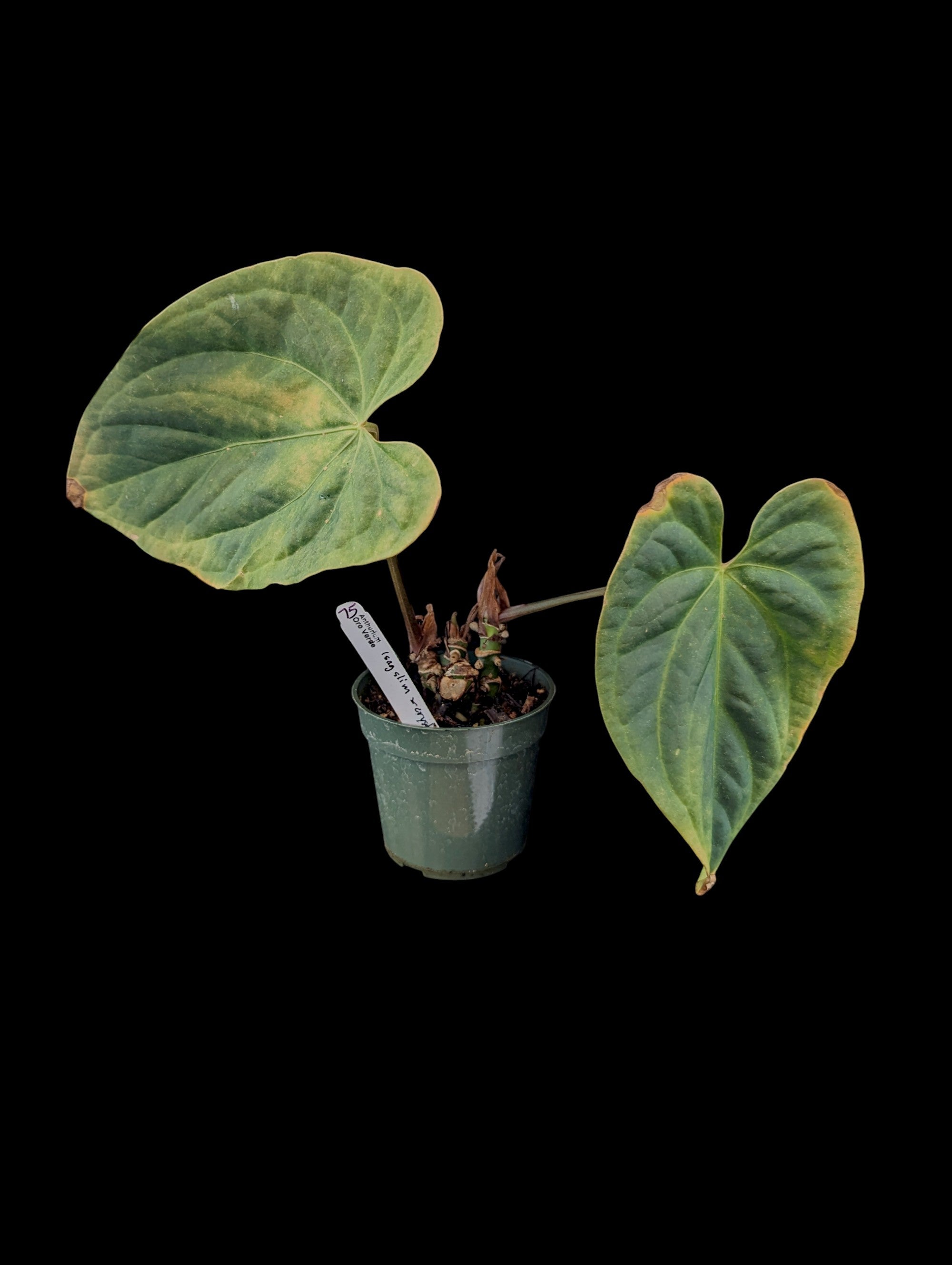 Anthurium oro verde