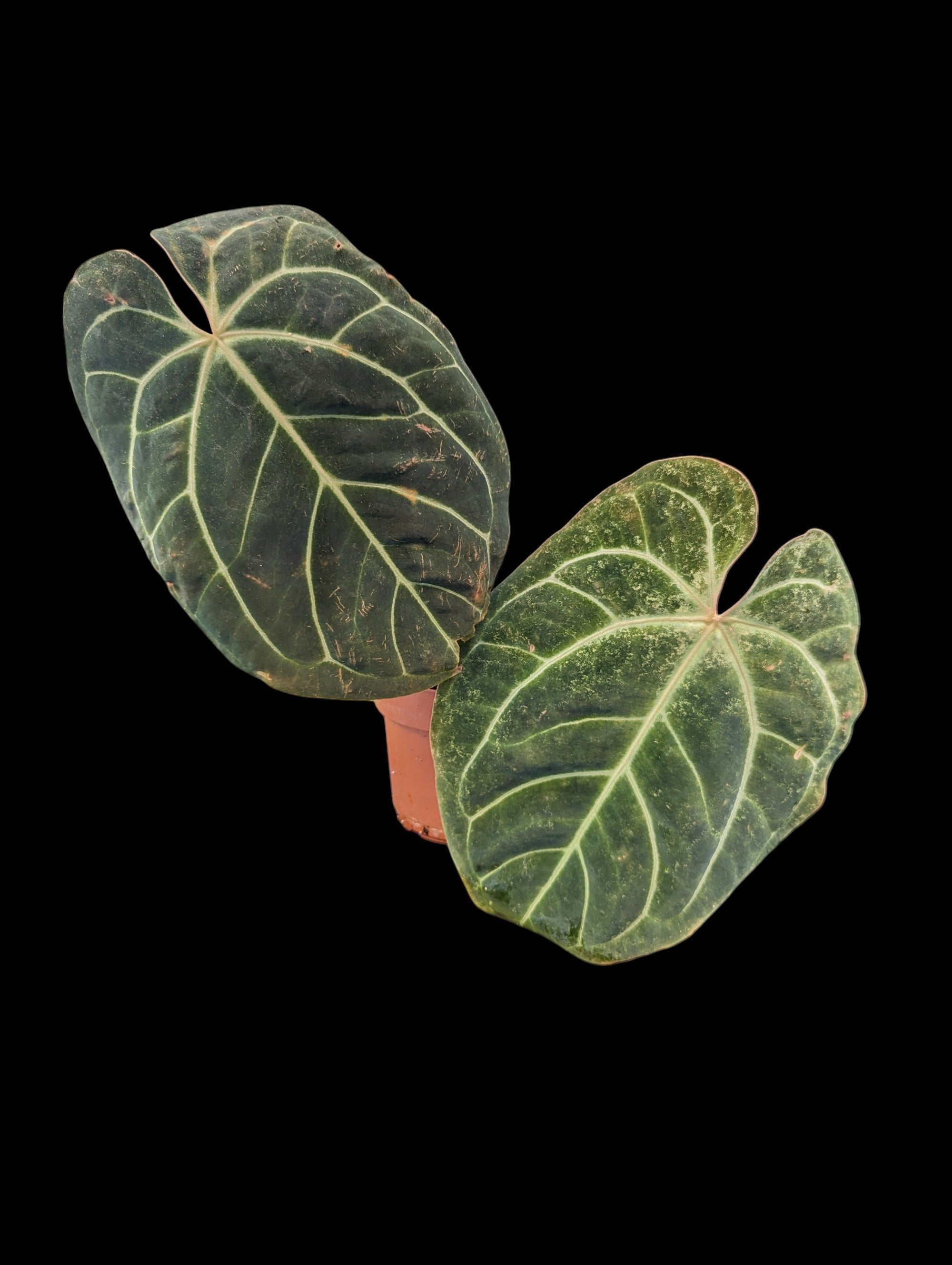 Anthurium Crystal Sky