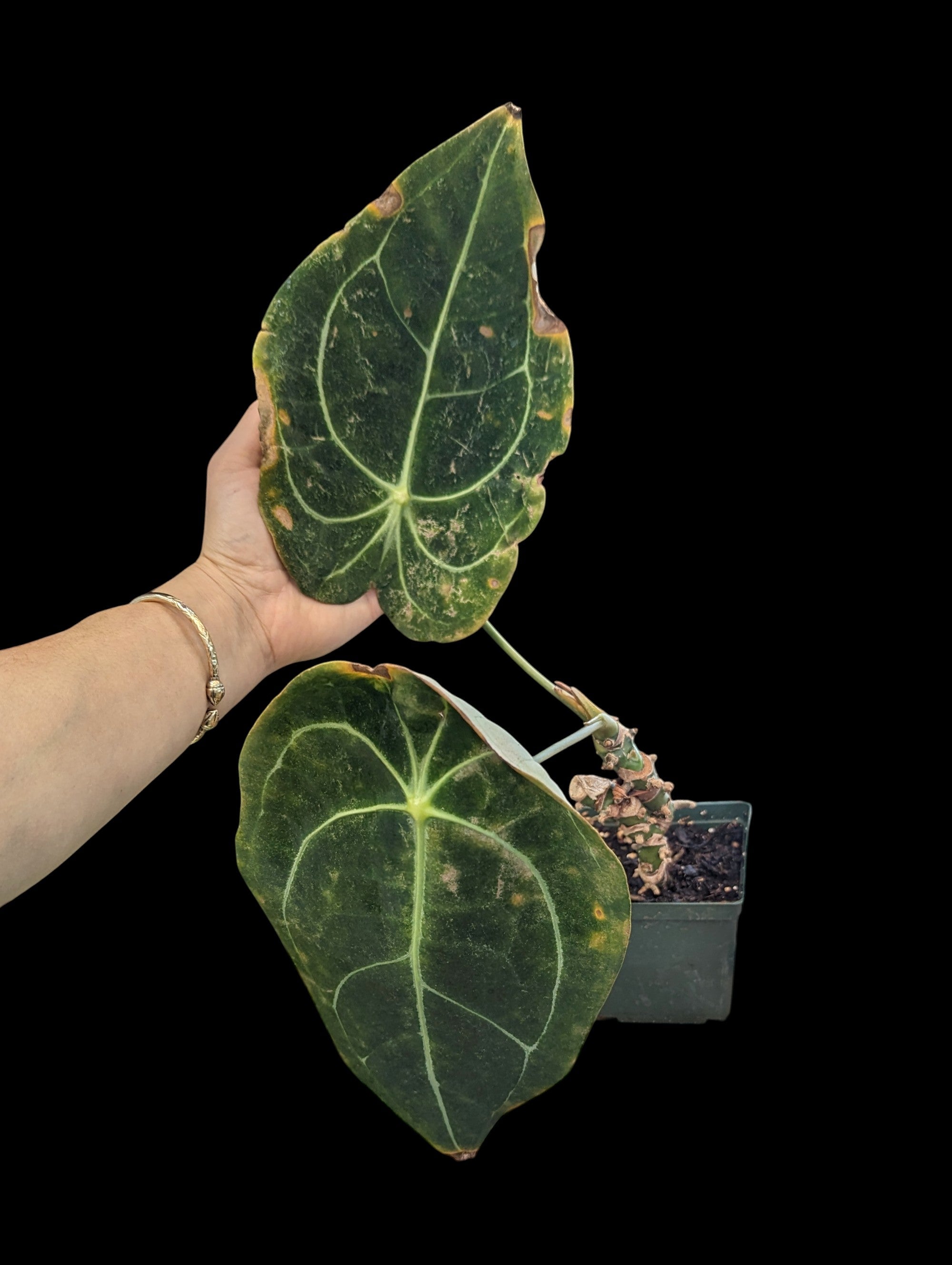 Anthurium Amazon King stripes ' Inverse Crossing'