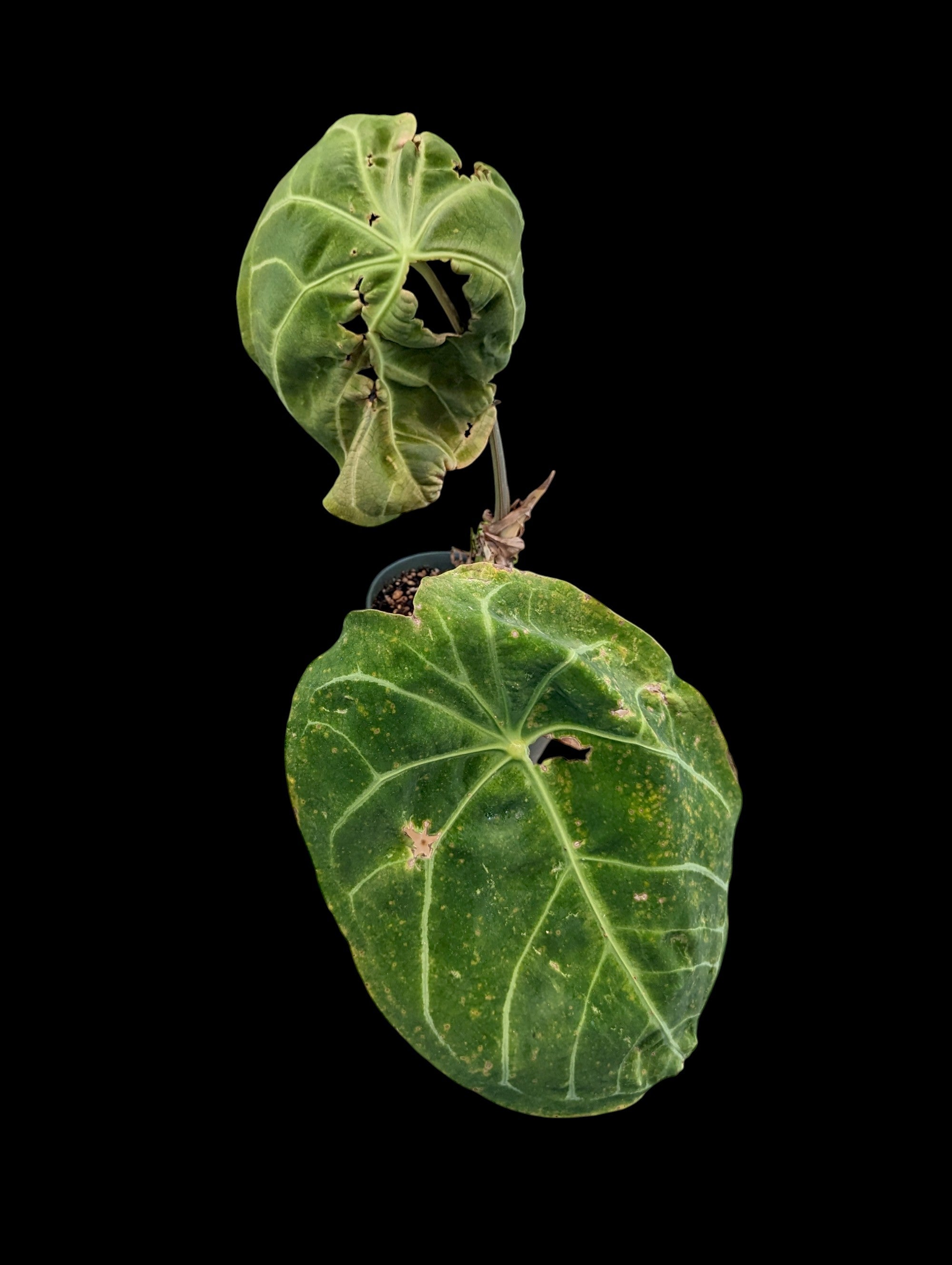 Anthurium forgetii hybrid