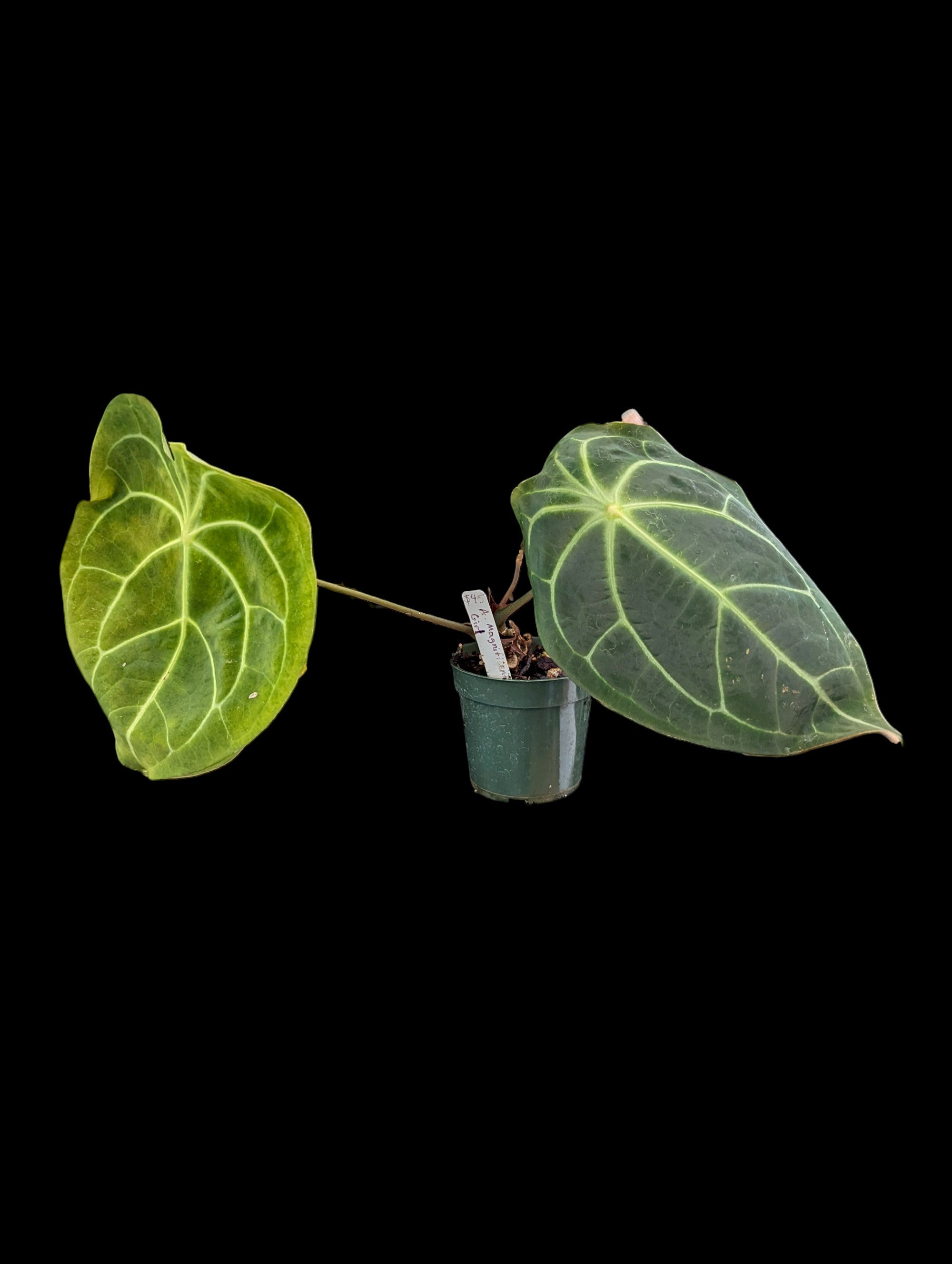 Anthurium Magnificent Girl