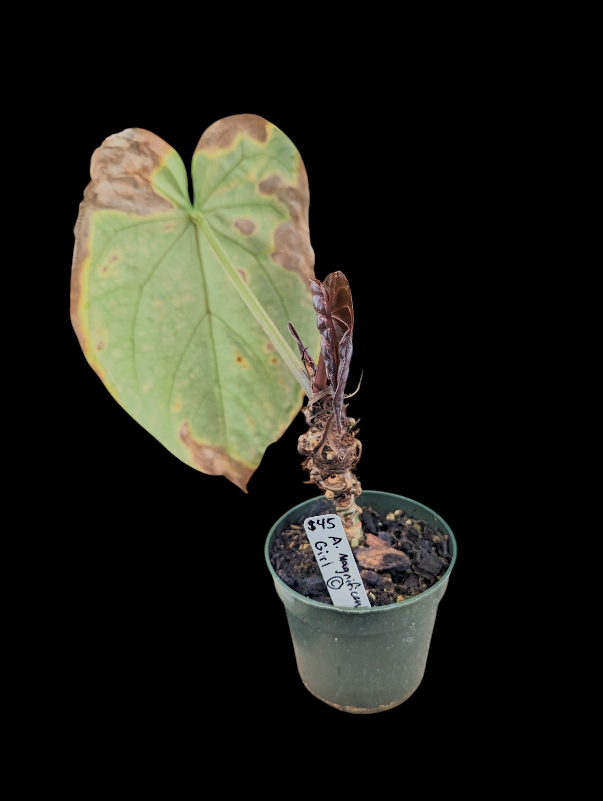 Anthurium Magnificent Girl