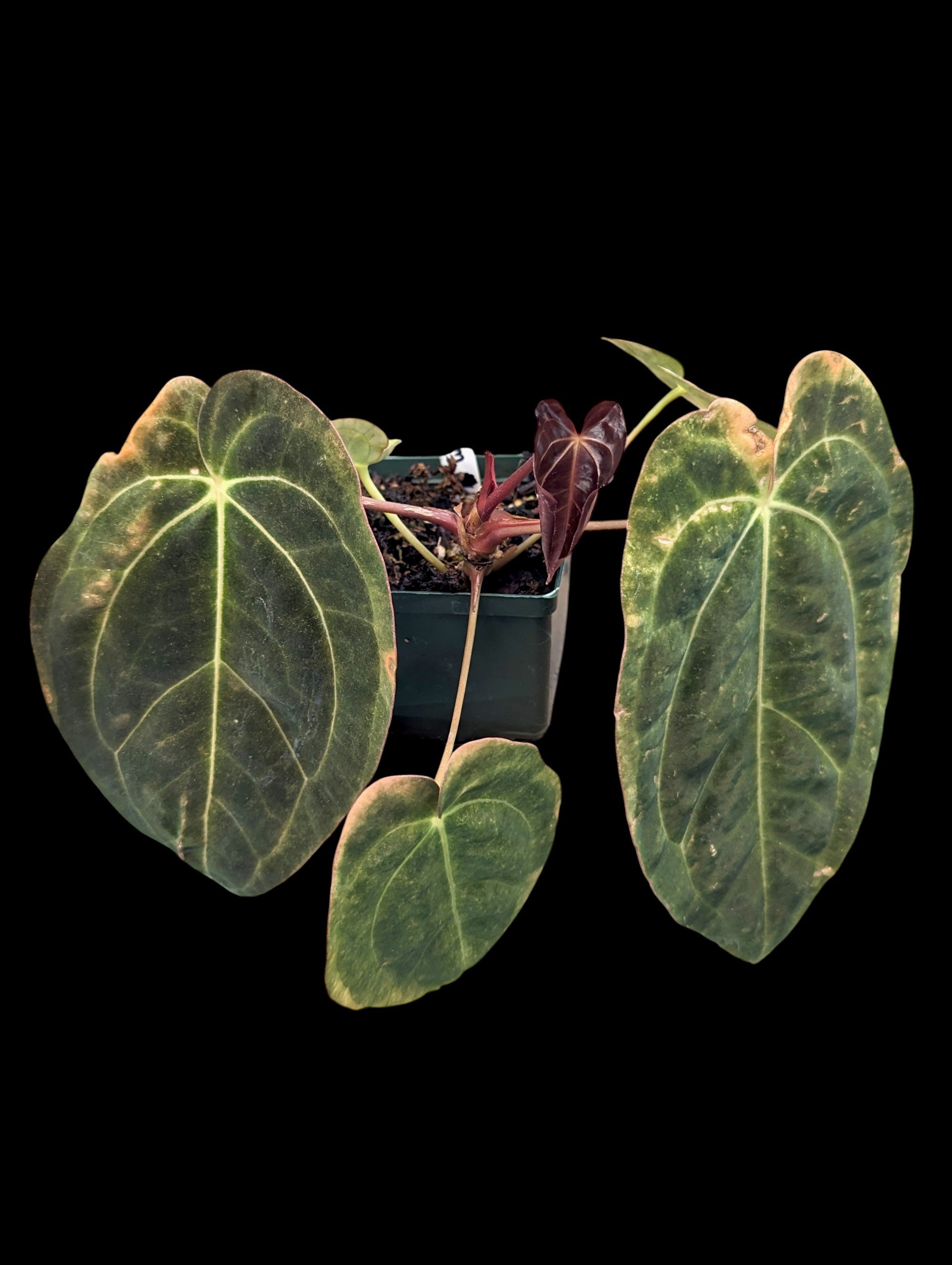 Anthurium besseae aff x magnificum