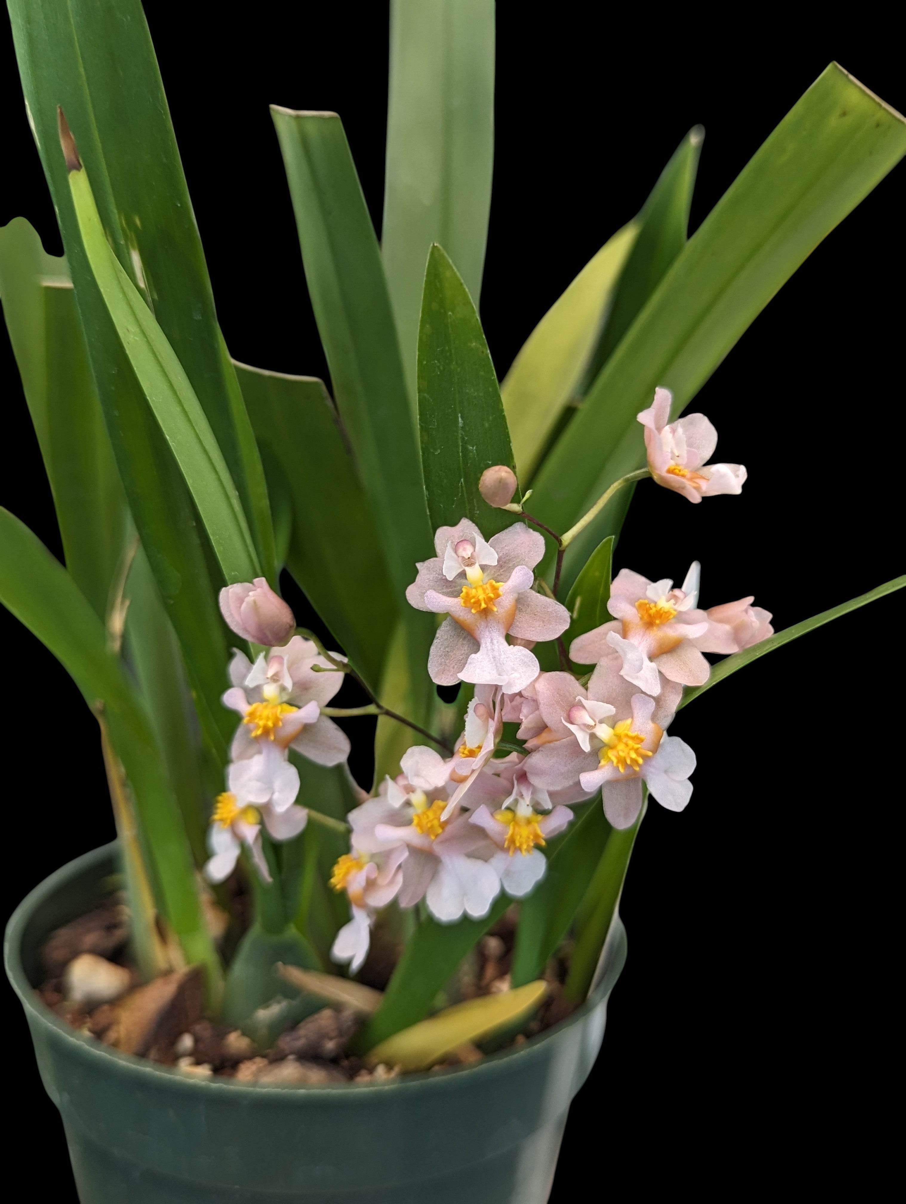 Oncidium Tsiku Marguerite 'Romantic Fantasy'