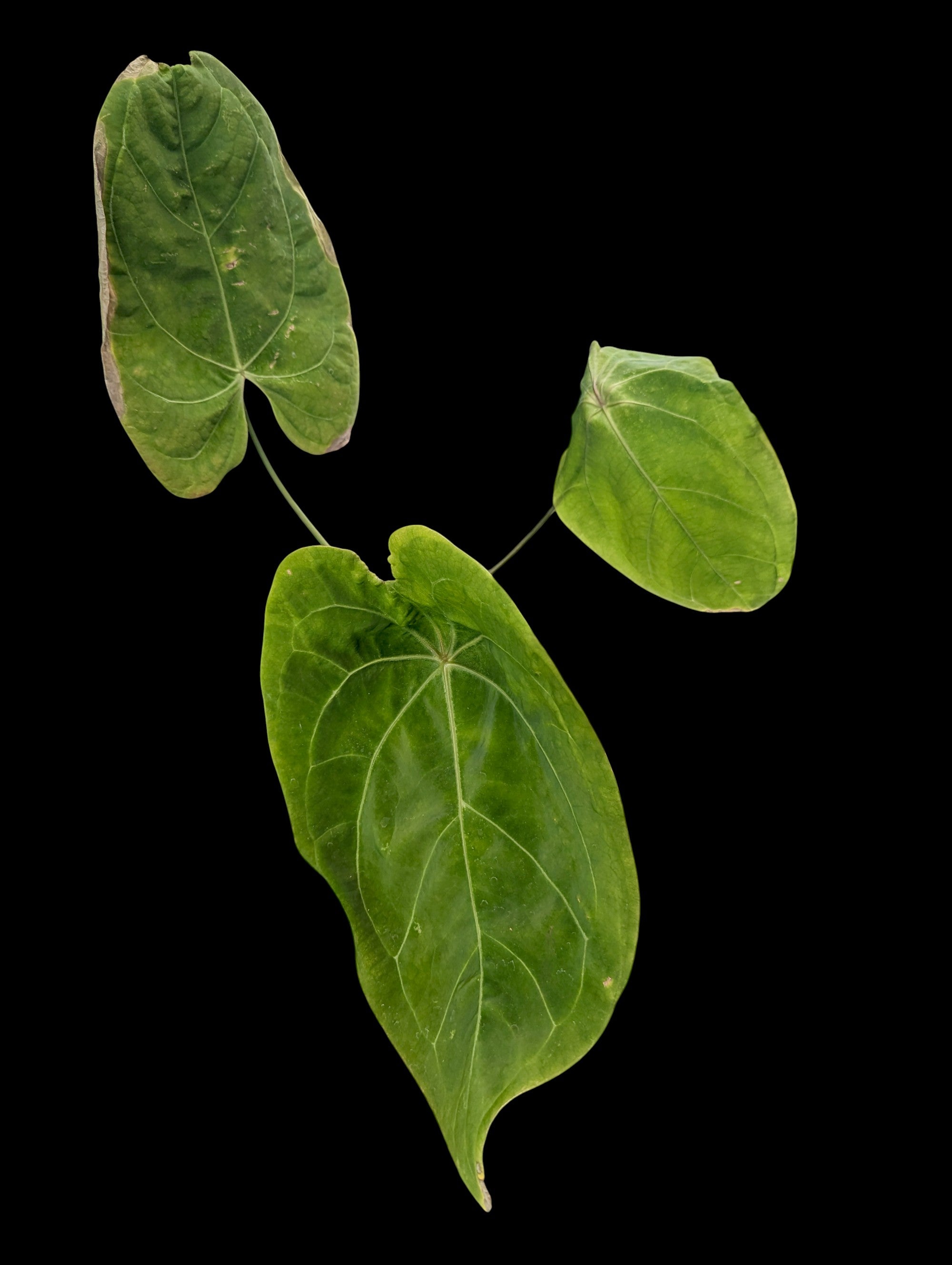 Anthurium magnificent Silver 'Jolly' 'Inverse Crossing'