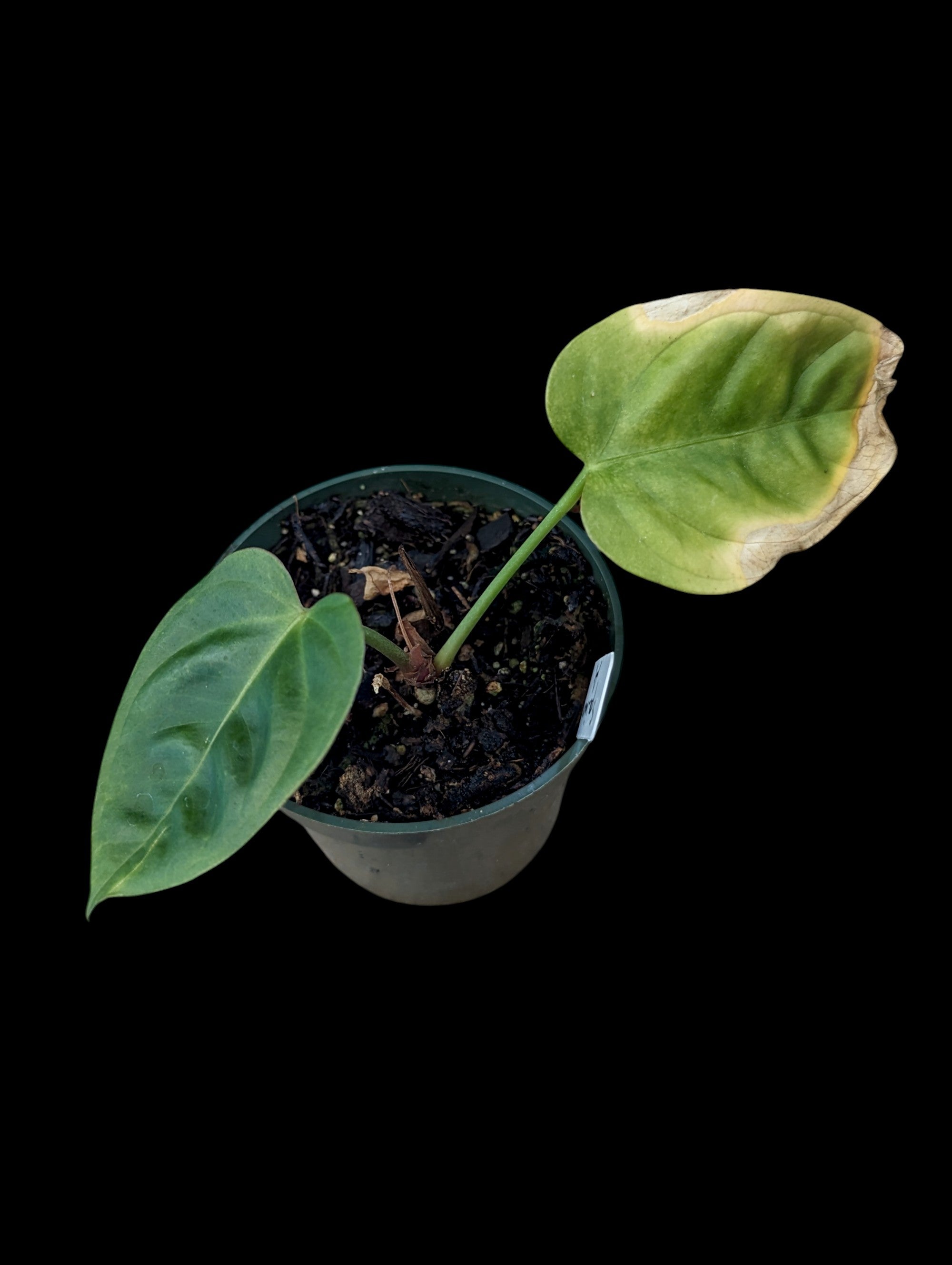 Anthurium pulcachense x delanayii
